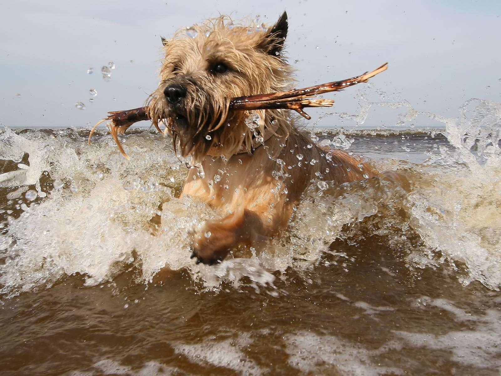 Cairn Terrier HD Wallpaper and Background Image