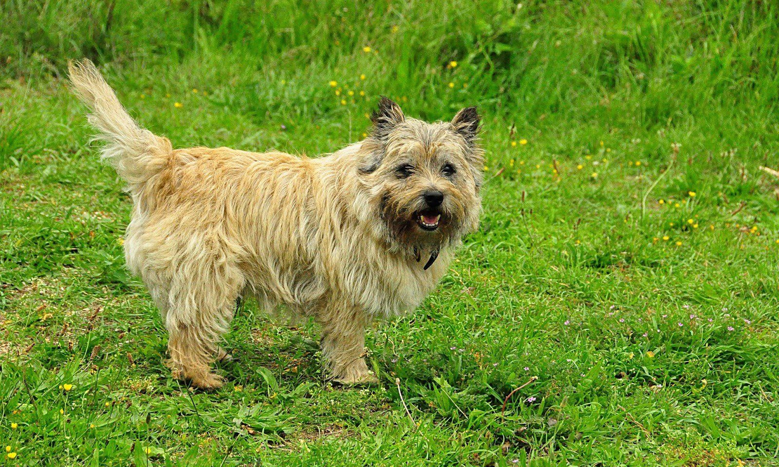 Cairn Terrier Wallpapers - Wallpaper Cave