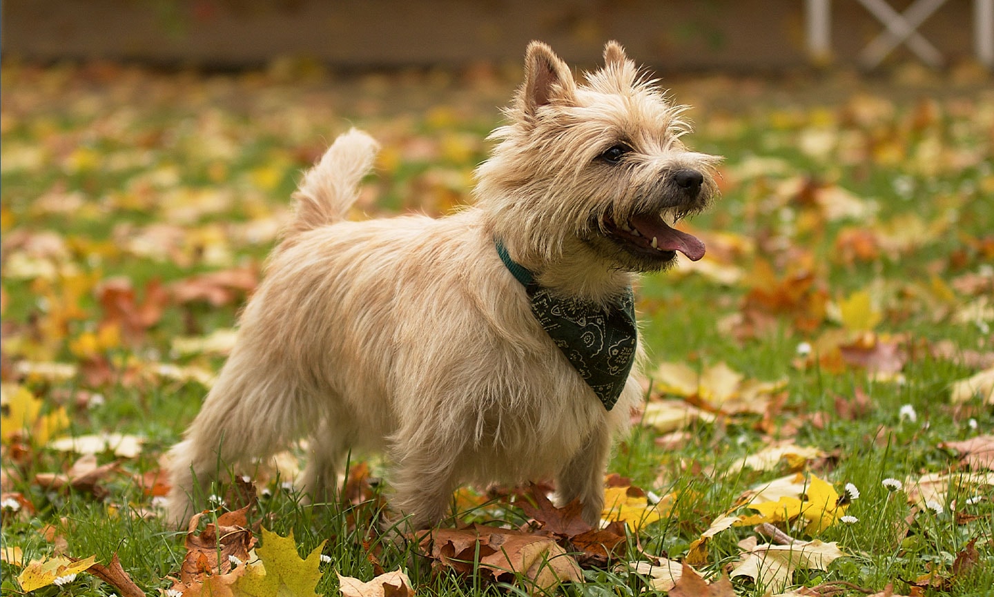 Cairn Terrier Breed: Characteristics, Care & Photo