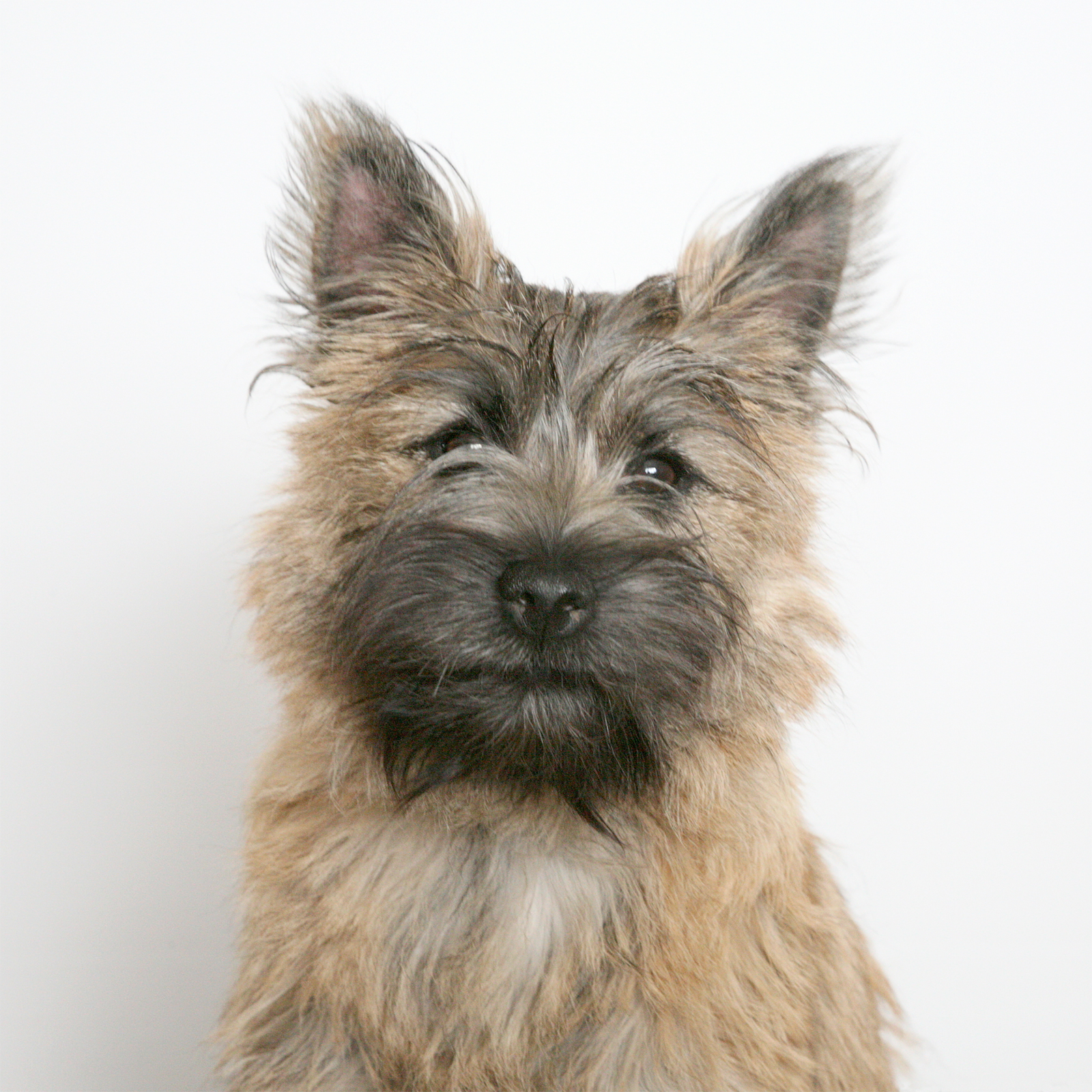 Cute wheaten Cairn Terrier dog picture photo and wallpaper. Beautiful Cute wheaten Cairn Terrier dog picture picture