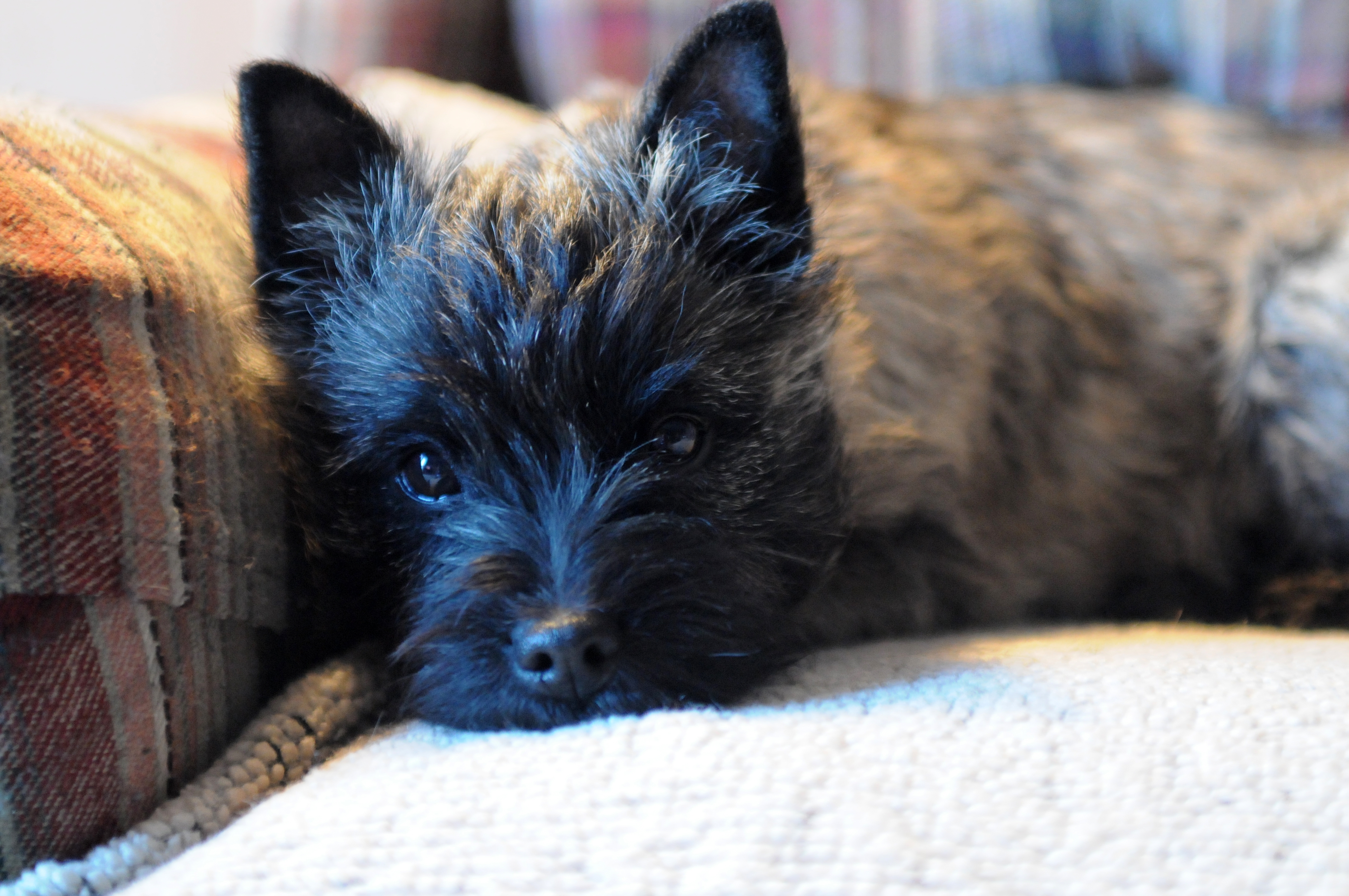 Download Latest HD Wallpaper of, Celebrities, Cairn Terrier