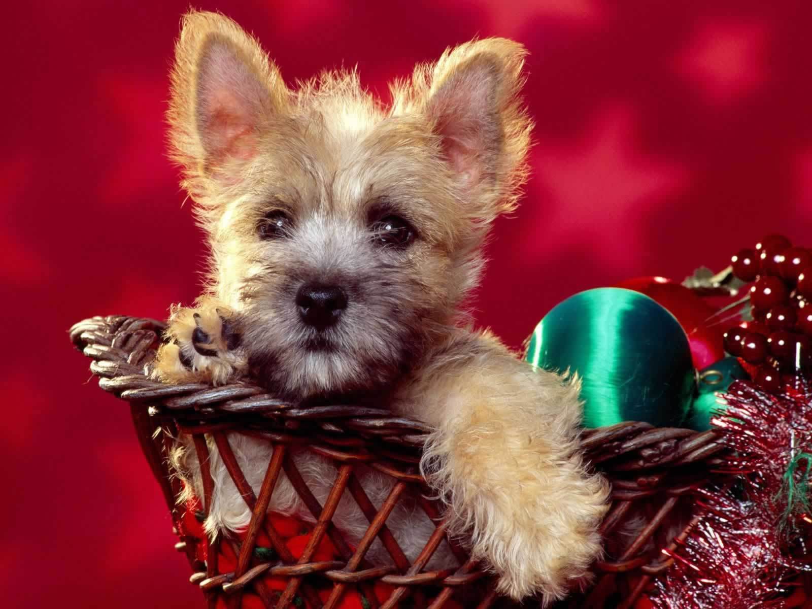 Cairn Terrier Small Dogs Wallpaper