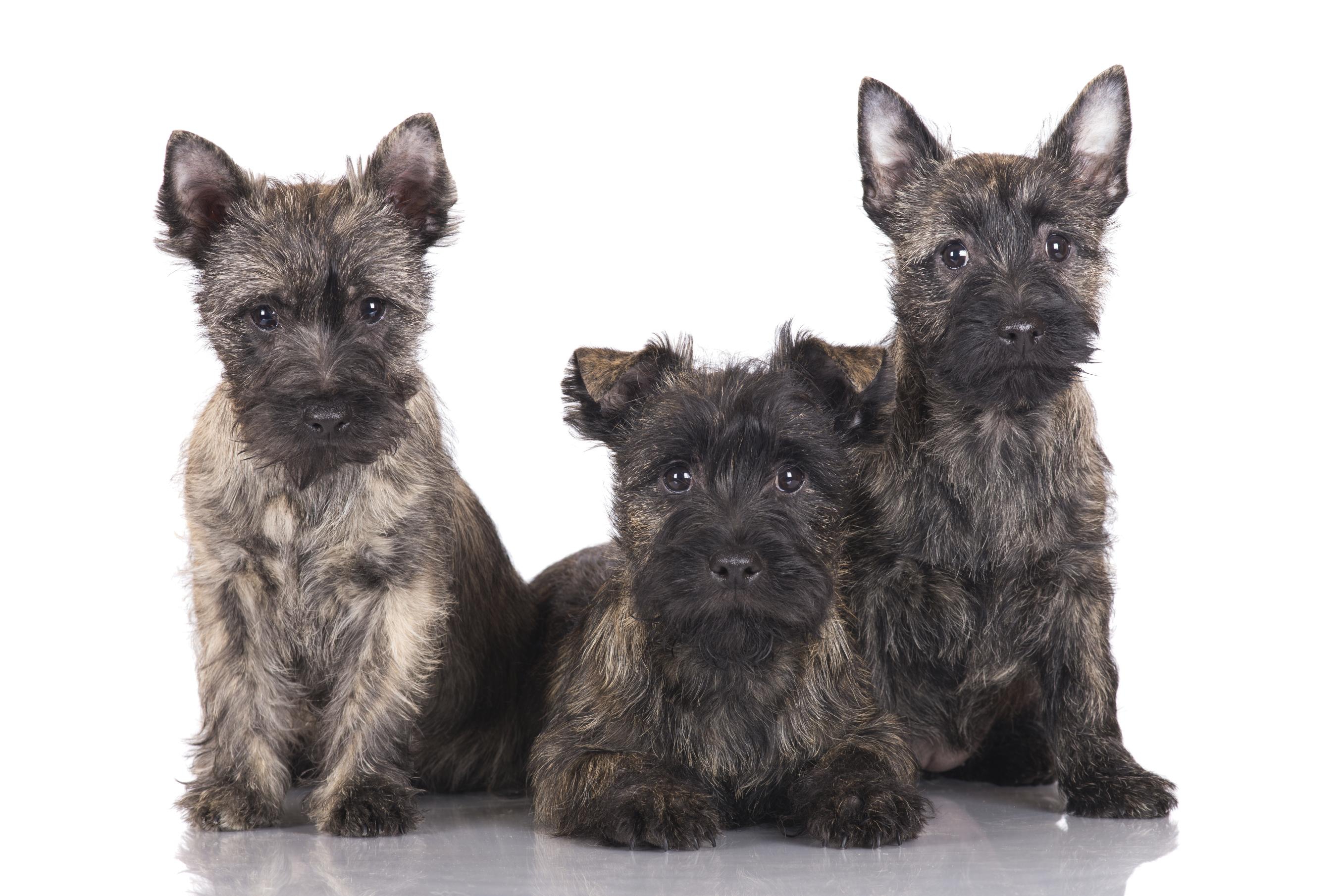 Cairn Terrier Wallpaper Image Photo Picture Background