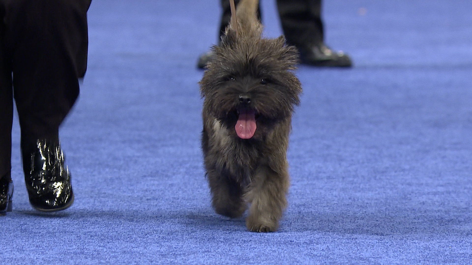 Cairn Terrier, 2019 National Dog Show, Terrier Group