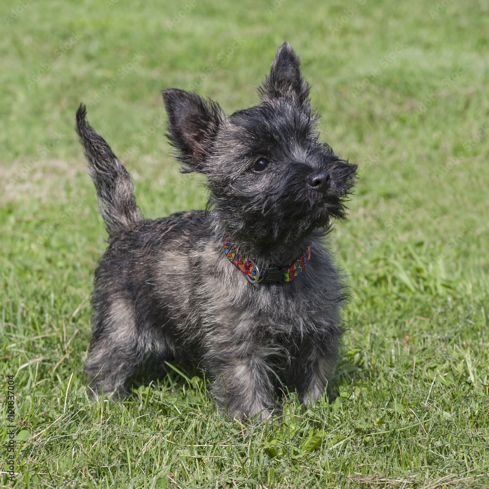 Cairn Terrier Puppy Image