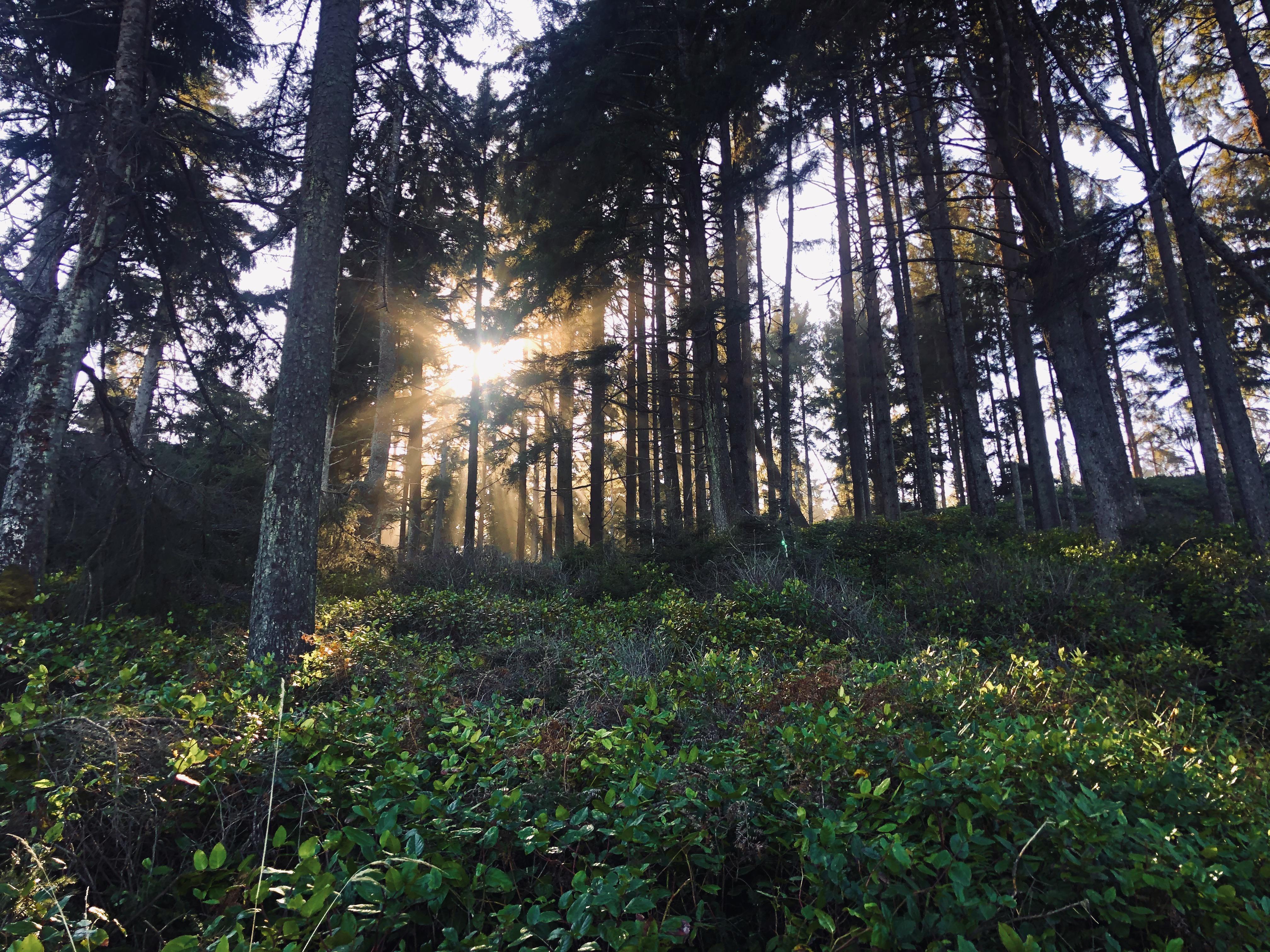 Northern California Wallpaper