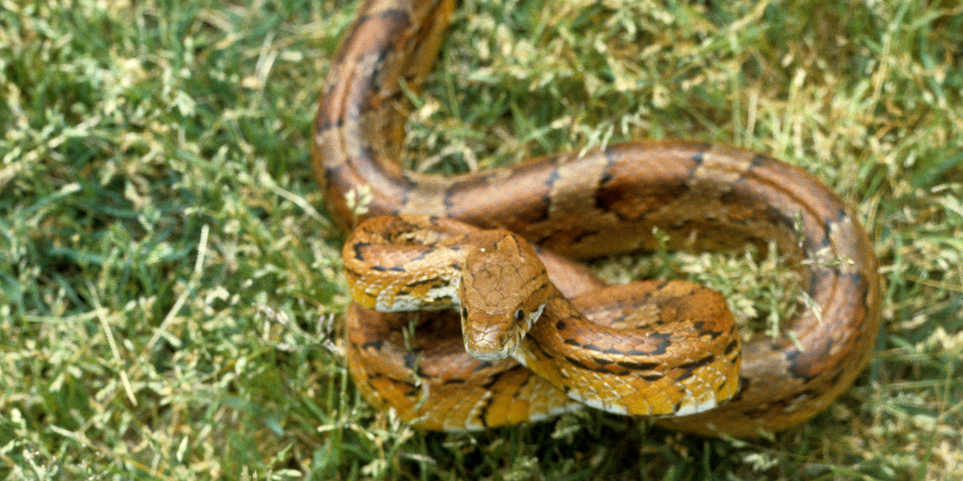 Corn snake. Smithsonian's National Zoo