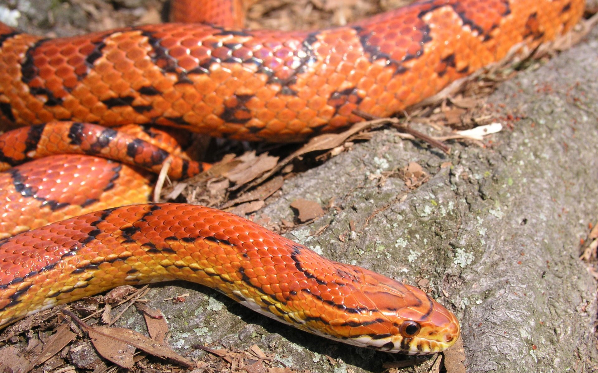Corn Snake HD Wallpaper