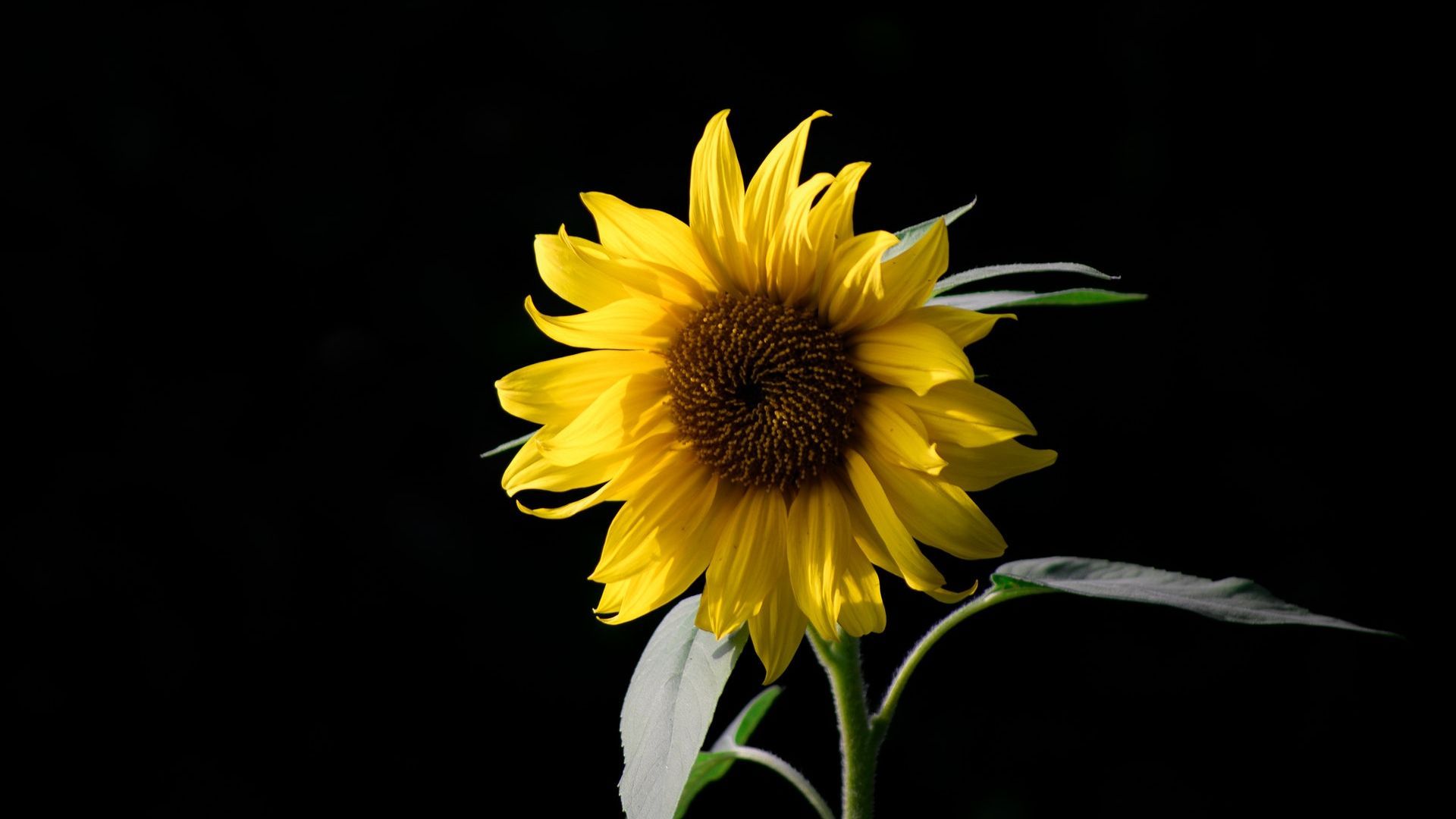 Black Sunflower Wallpaper