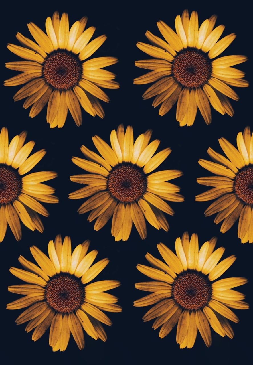 Background, Sunflower, And Black Image Wallpaper Black Background