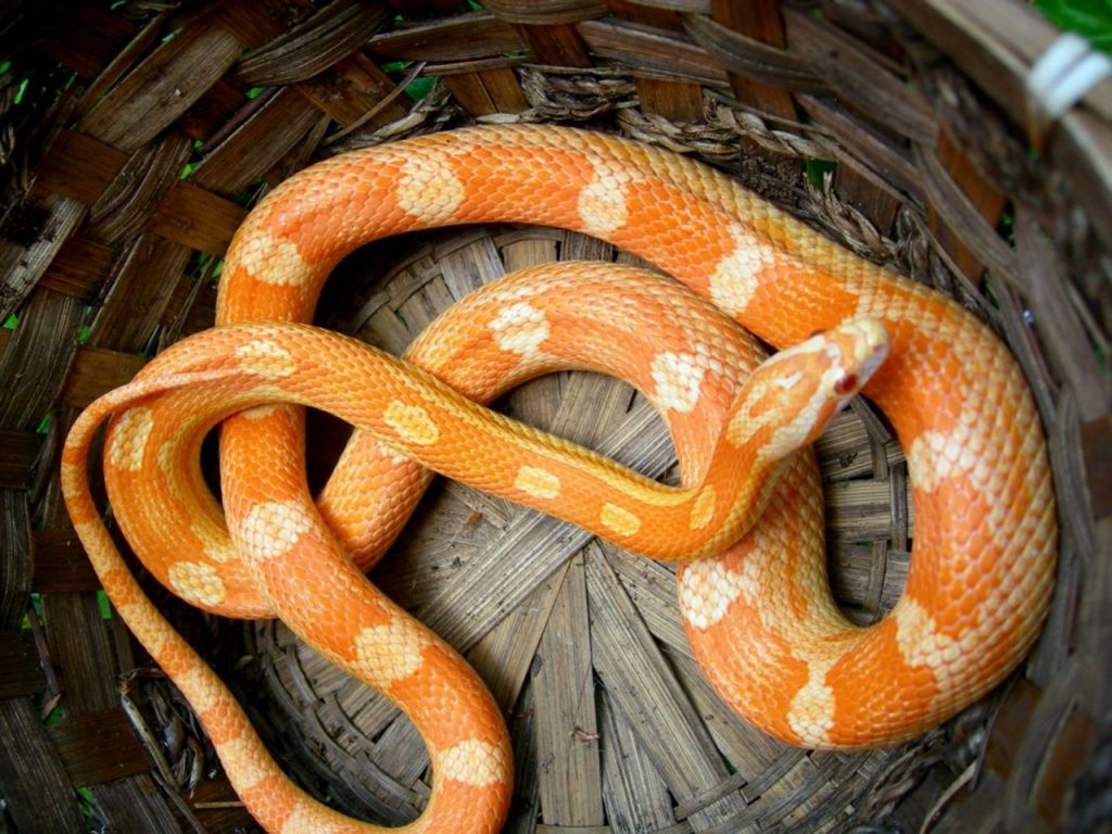 Serpenti Per Sfondi Desktop Animali Serpenti Wallpaper 33058. Corn Snake, Snake Wallpaper, Pet Snake