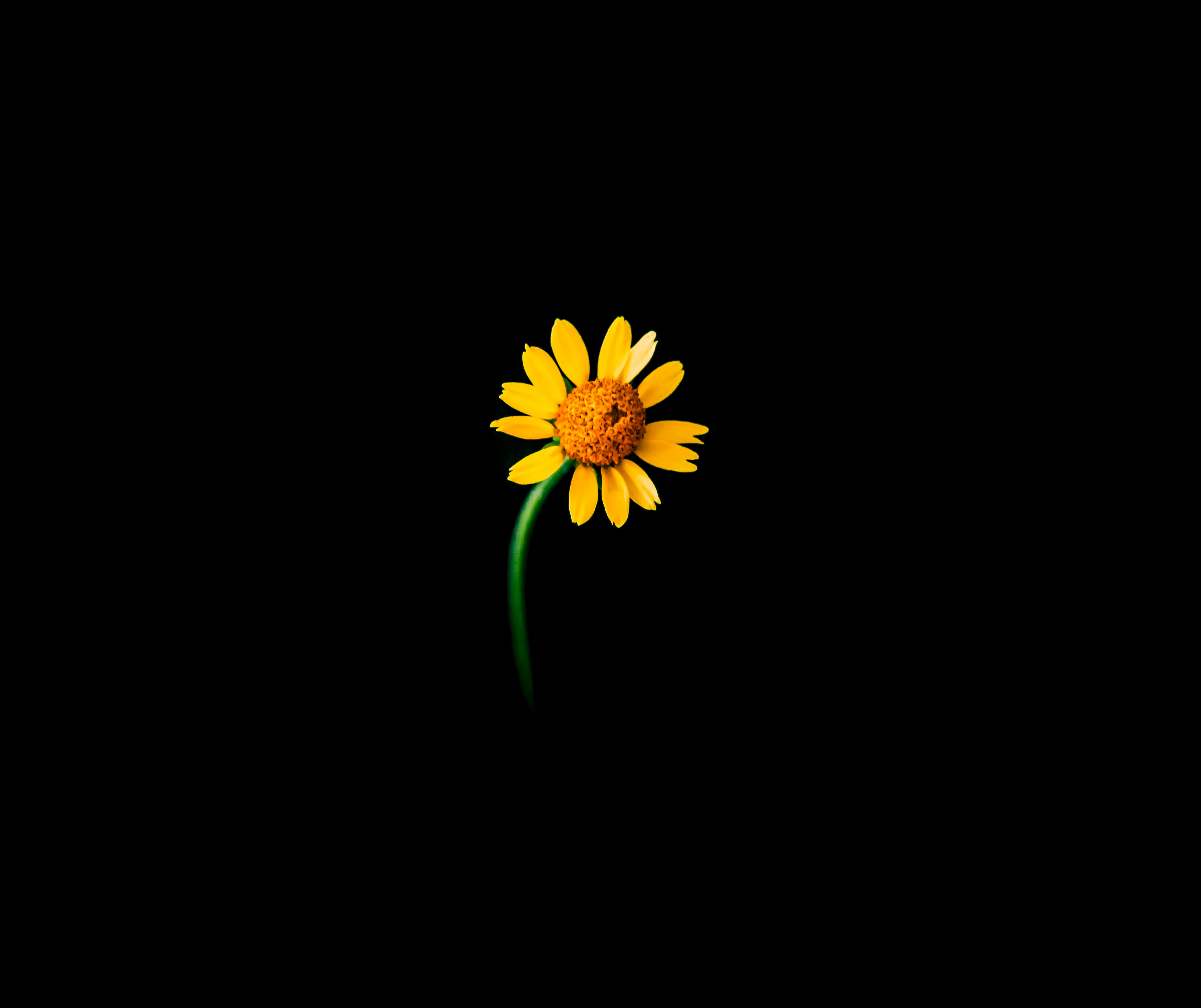 Sunflower Wallpaper 4K, Lonely, Flowers