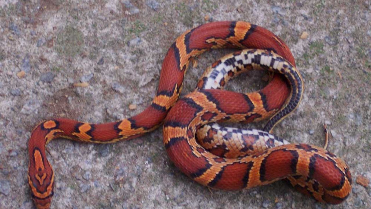 Okeetee Corn Snake Genetic Facts (How to breed them?)