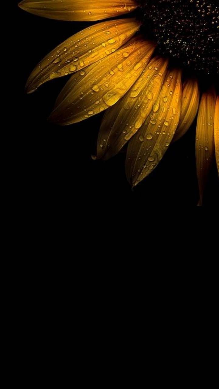 Sunflower With Black Wallpapers - Wallpaper Cave