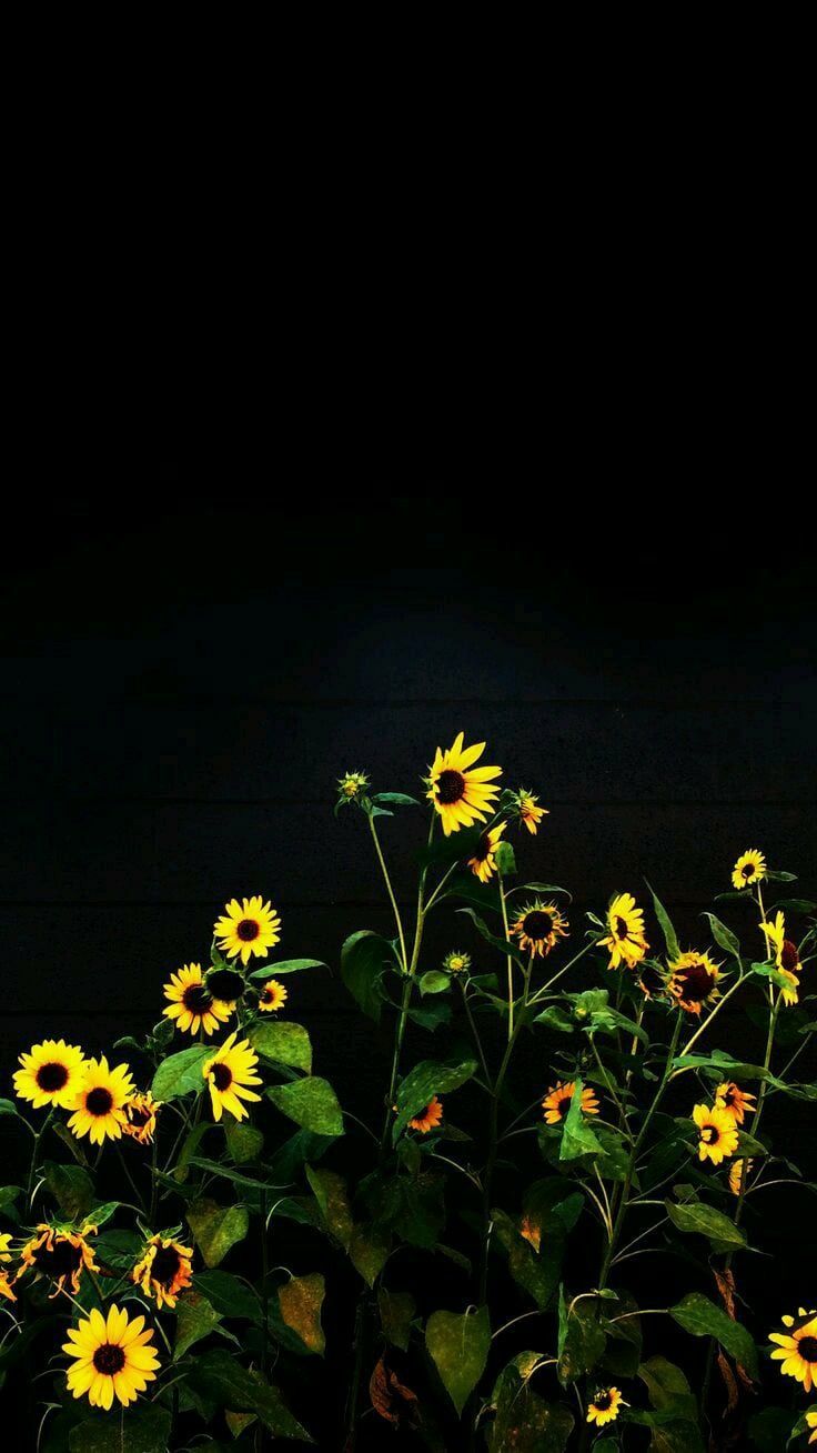 Black Sunflower Wallpaper
