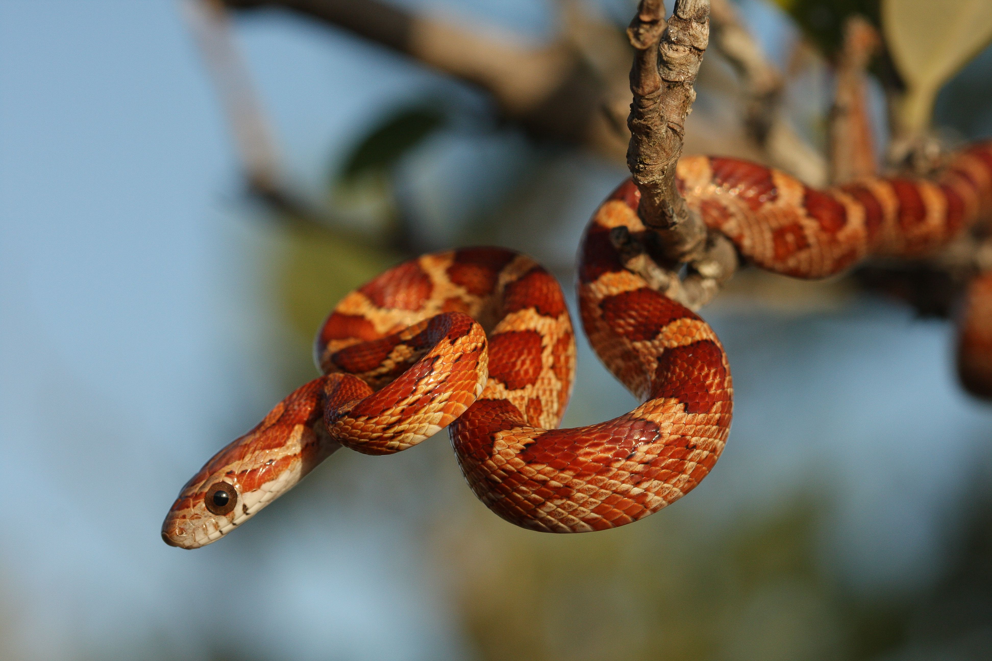 A Guide to Caring for Pet Corn Snakes