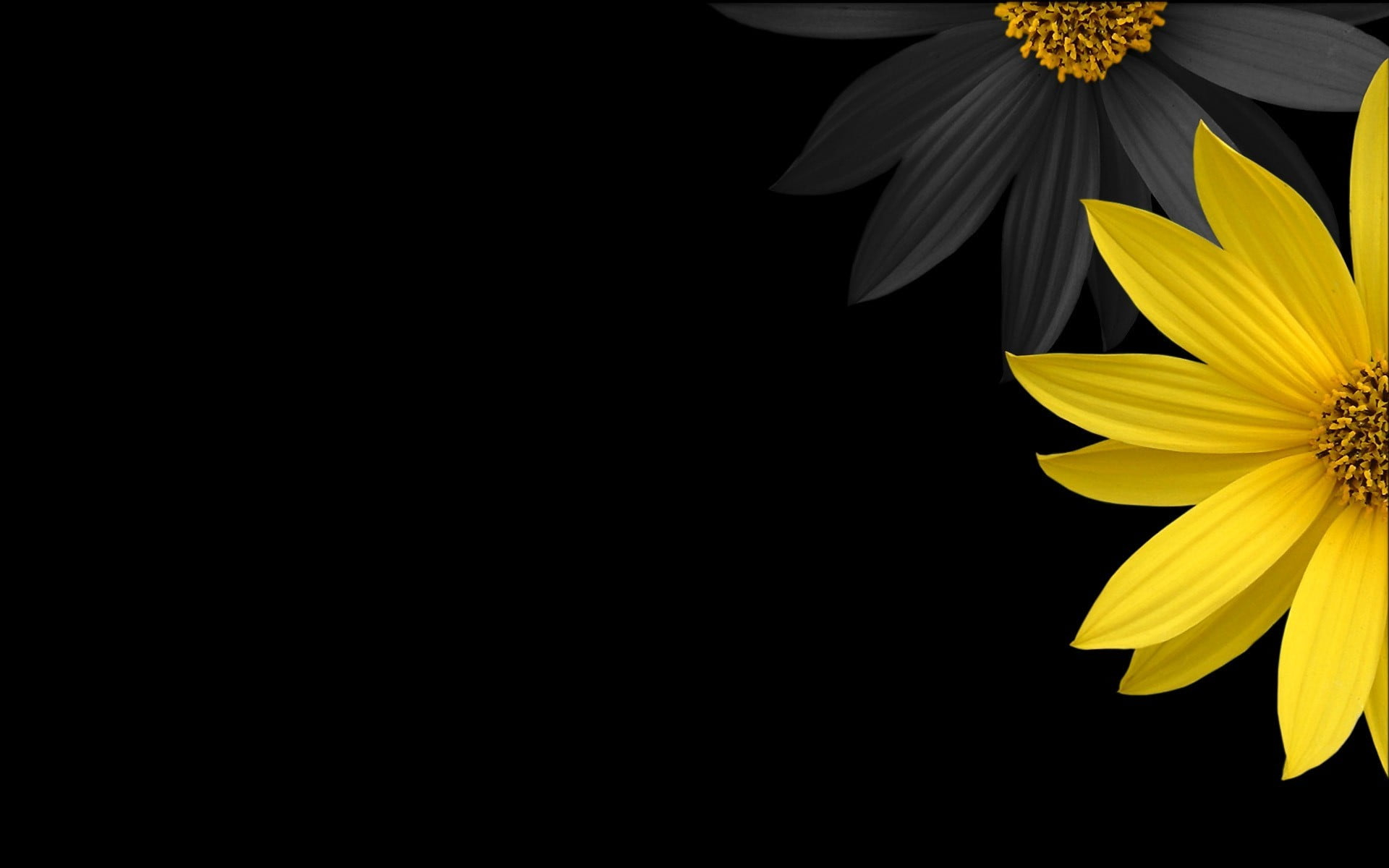Wallpaper Yellow Sunflower With Black Background, Flowers, Yellow Flowers • Wallpaper For You