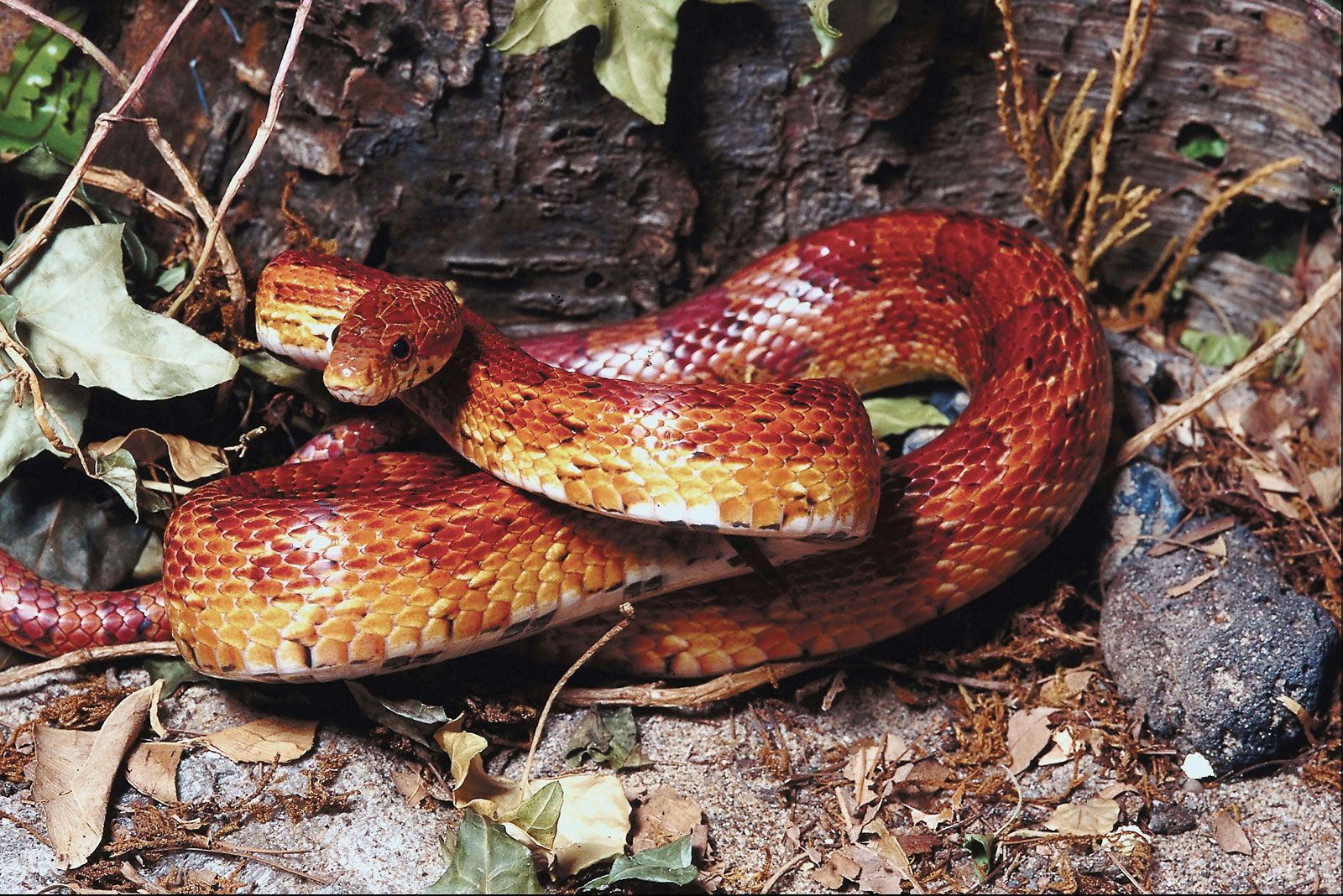 corn snake