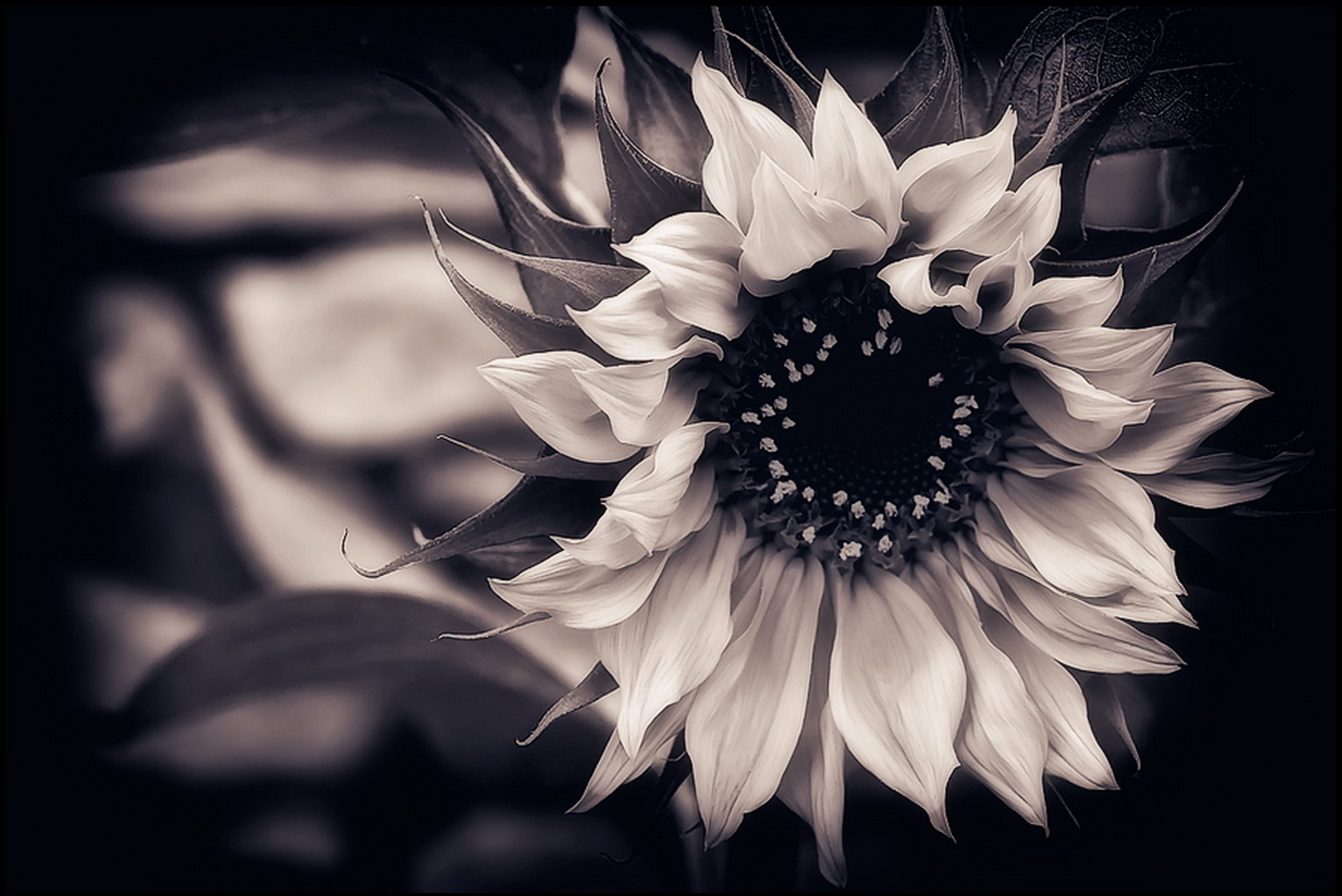 Free download Wallpaper Download Wallpaper Sunflower Black And White Background [1533x1024] for your Desktop, Mobile & Tablet. Explore Background Black And White. Wallpaper Black And White, White And Black