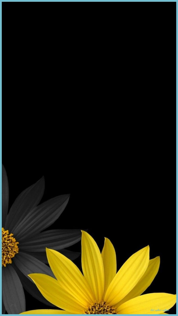 Sunflower Wallpaper 4K, AMOLED, Black background, #2299