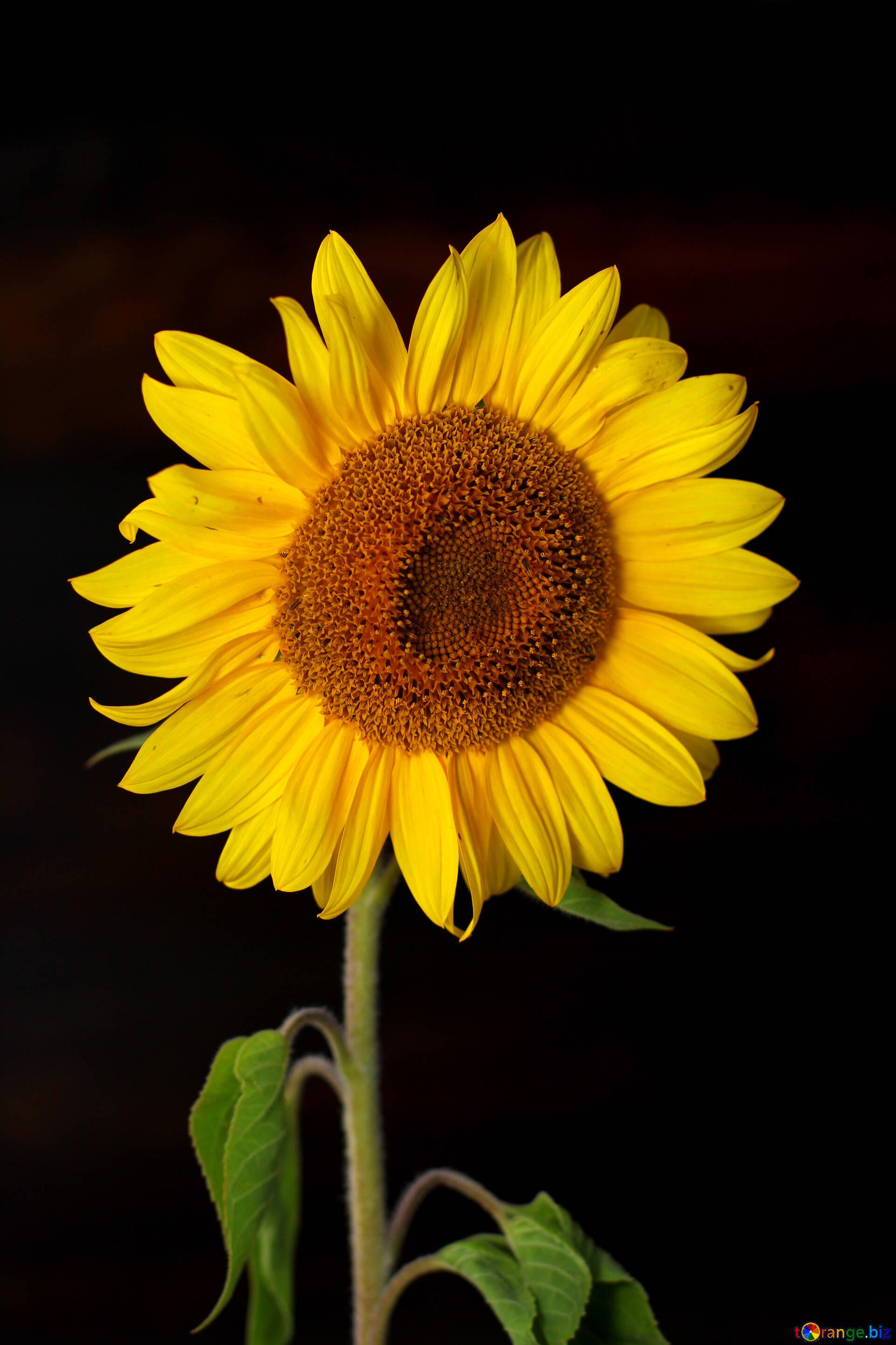 Sunflower With Black Wallpapers - Wallpaper Cave