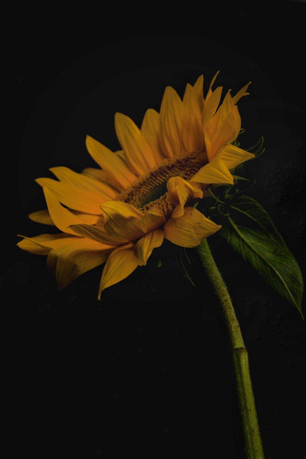 Sunflower Background Image: Download HD Background