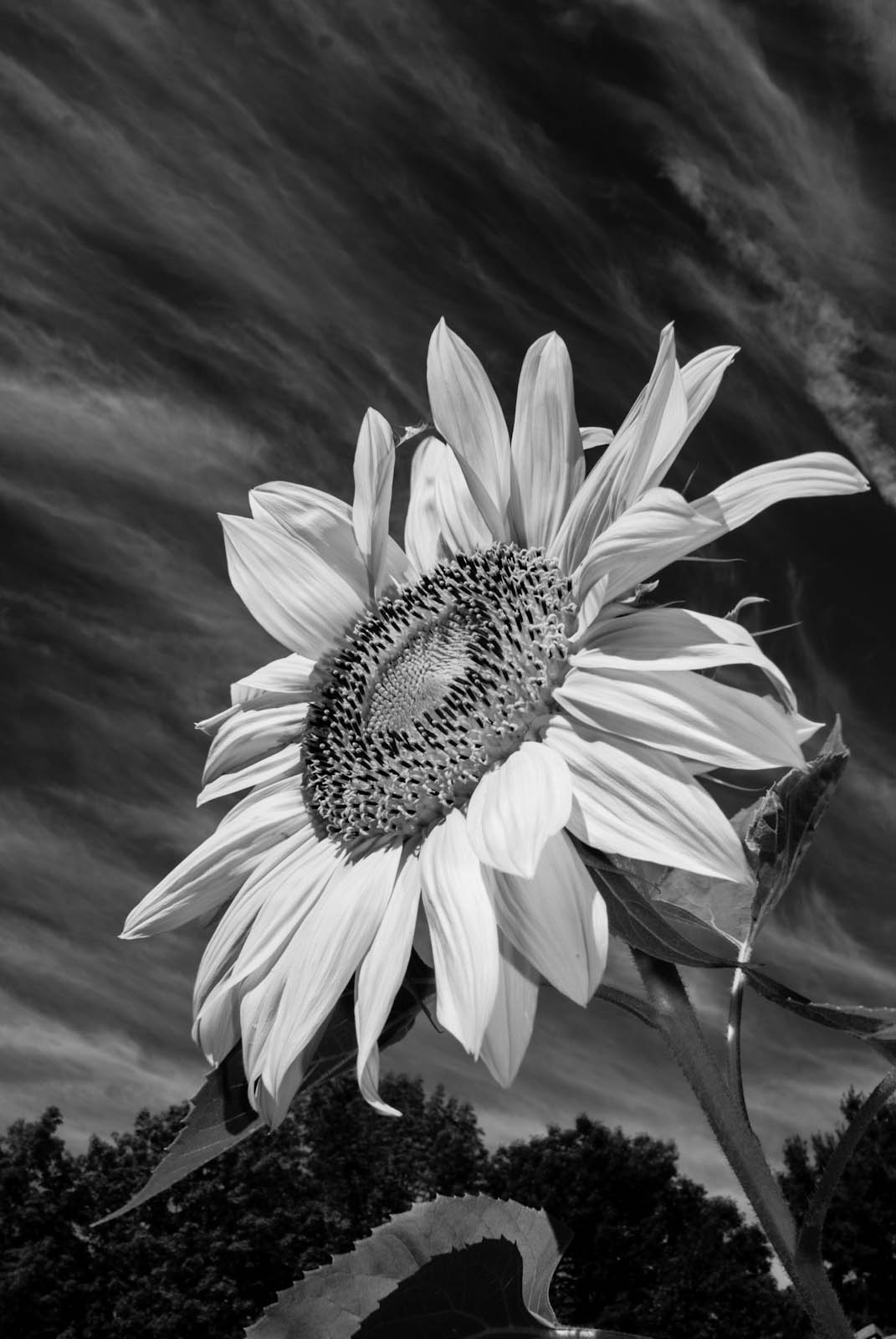 White Sunflower Wallpapers  Top Free White Sunflower Backgrounds   WallpaperAccess