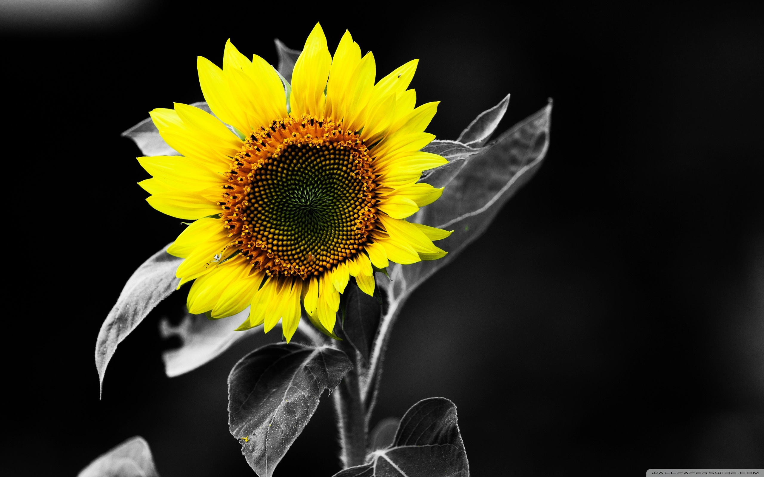 black and white sunflower  Flowers  Nature Background Wallpapers on  Desktop Nexus Image 1830153
