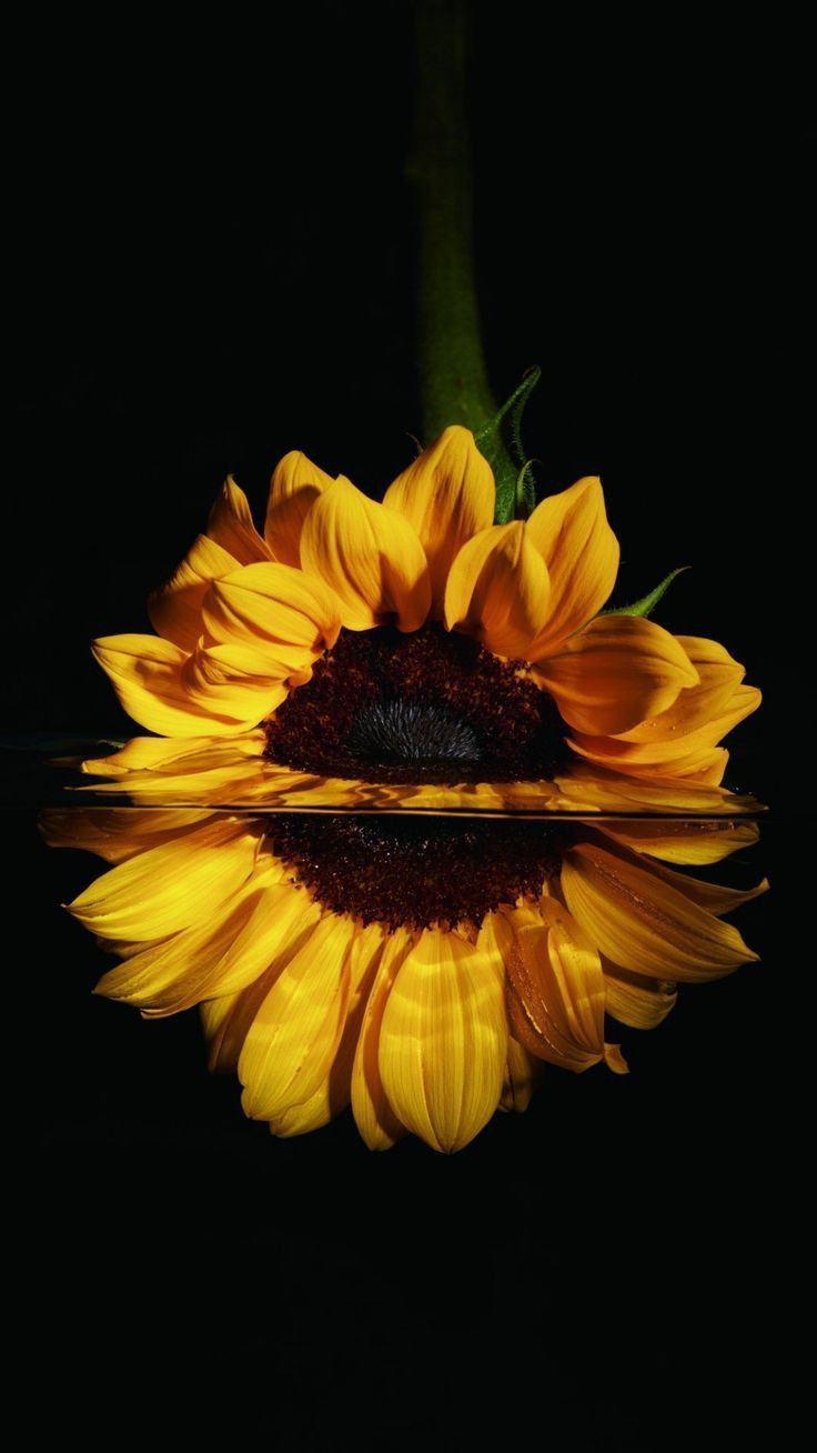 Sunflower Wallpaper, HD Sunflower Background on WallpaperBat