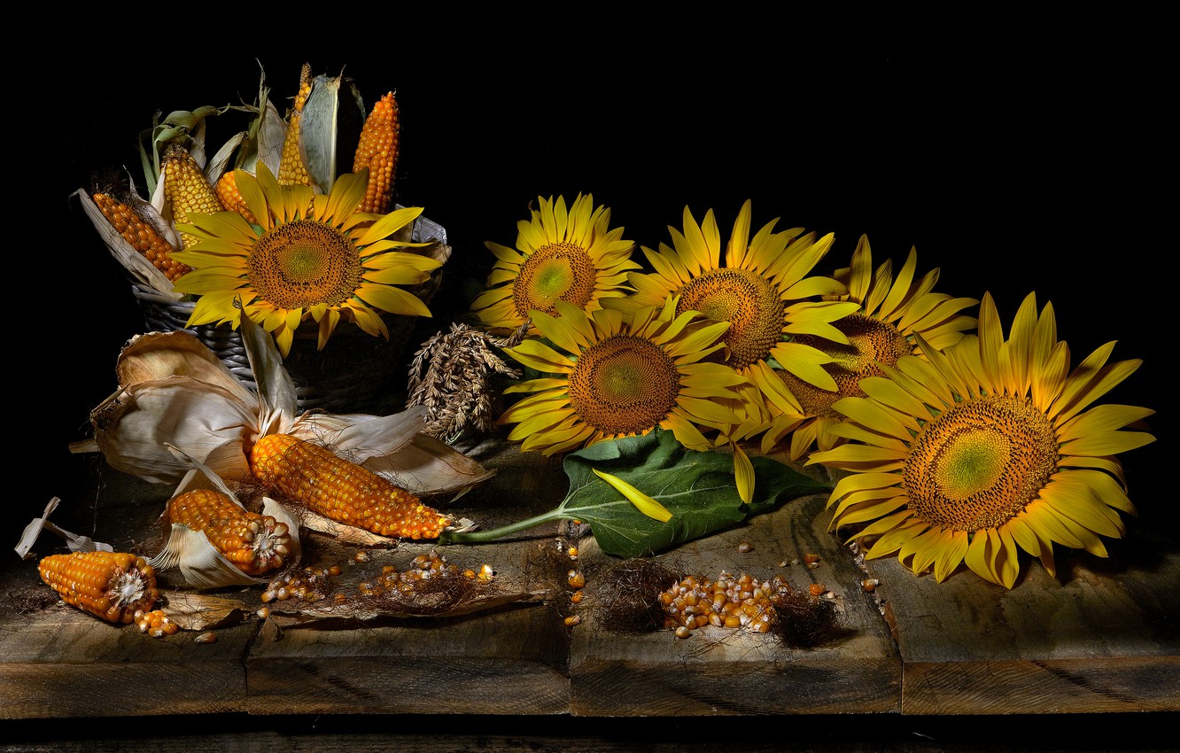 Wallpaper leaves, sunflowers, flowers, Board, food, corn, yellow, black background, still life, basket, items, sunflower, grain, composition, the cob image for desktop, section еда
