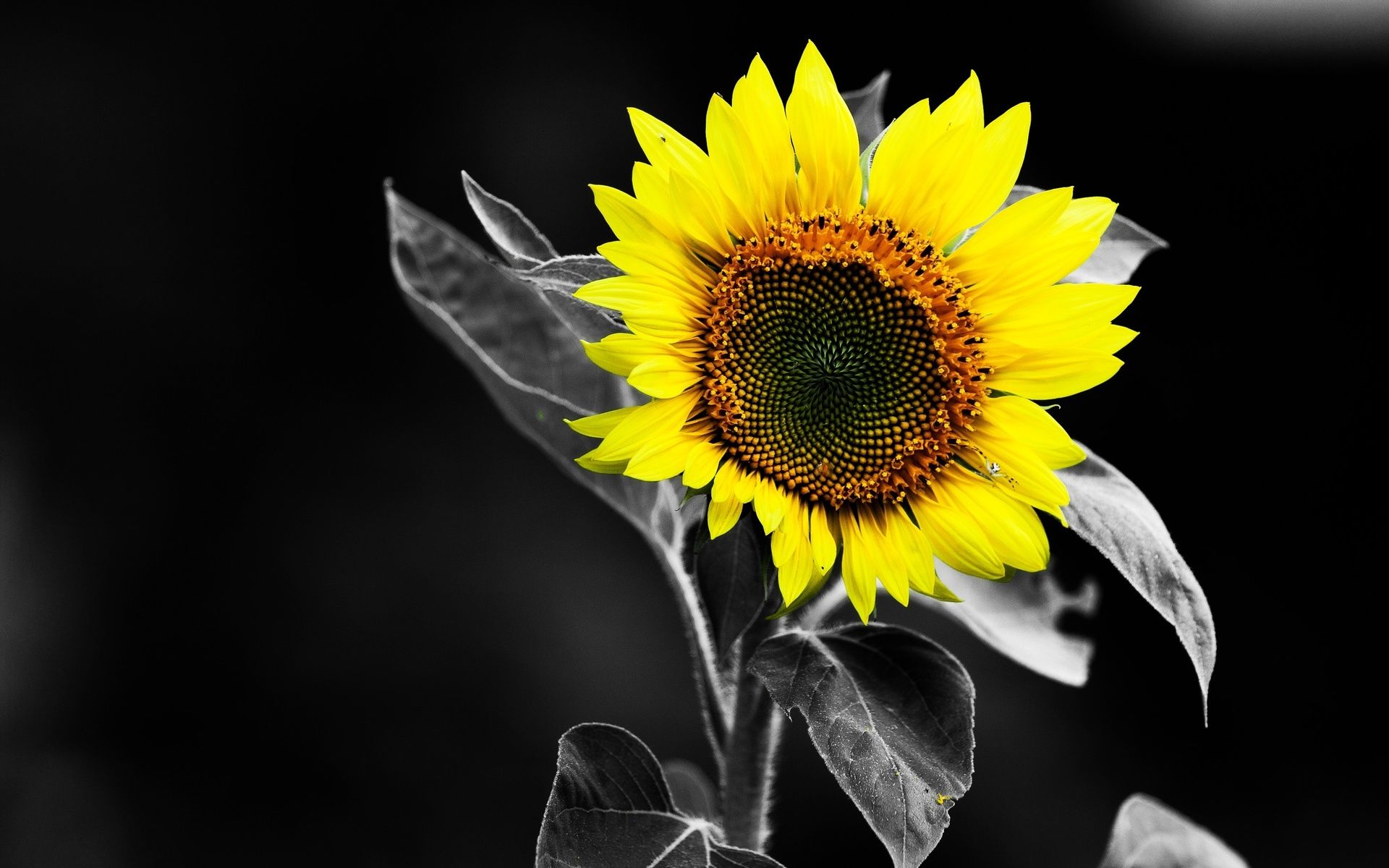 Sunflower Wallpaper