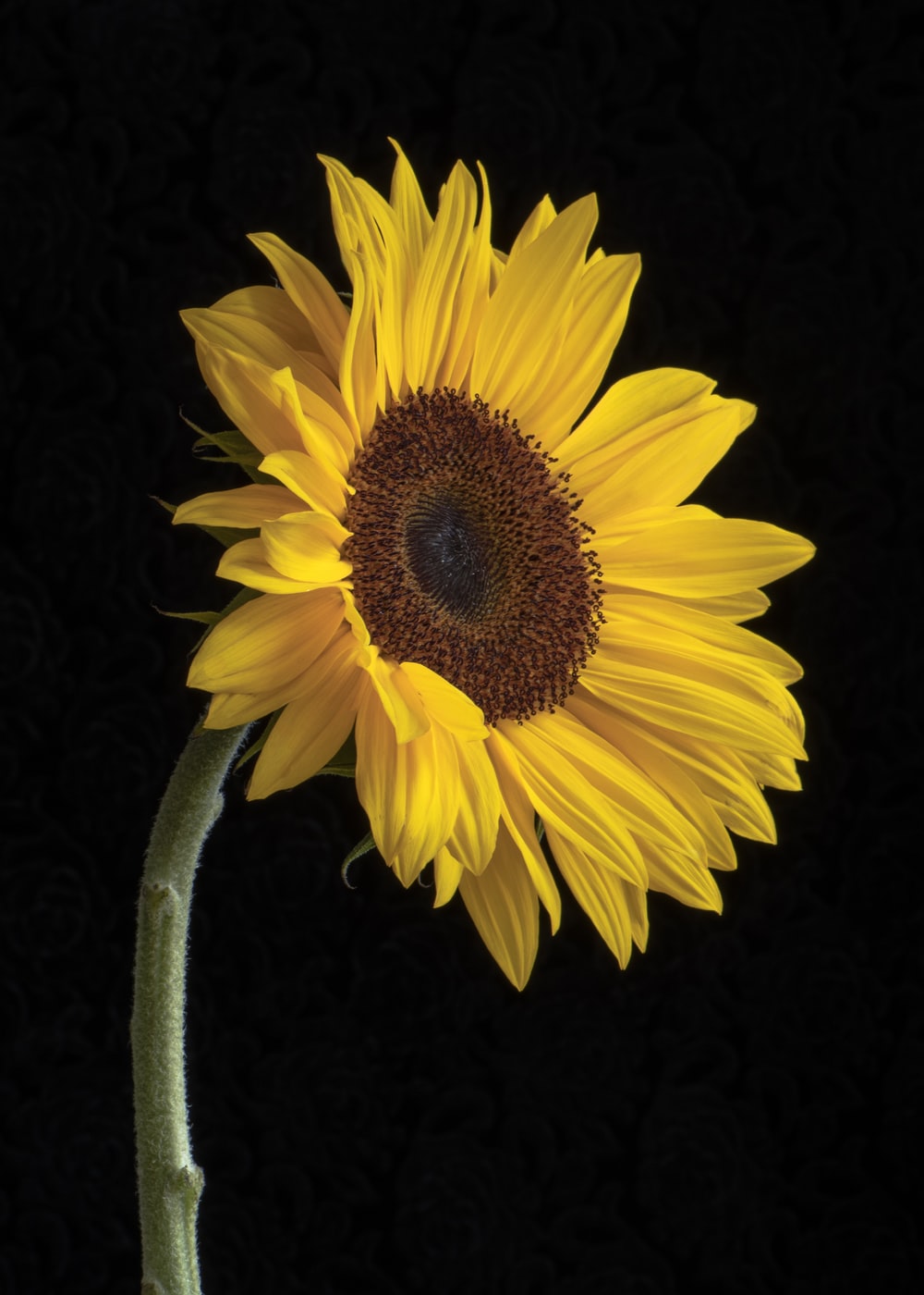 Sunflower Wallpaper: Free HD Download [HQ]