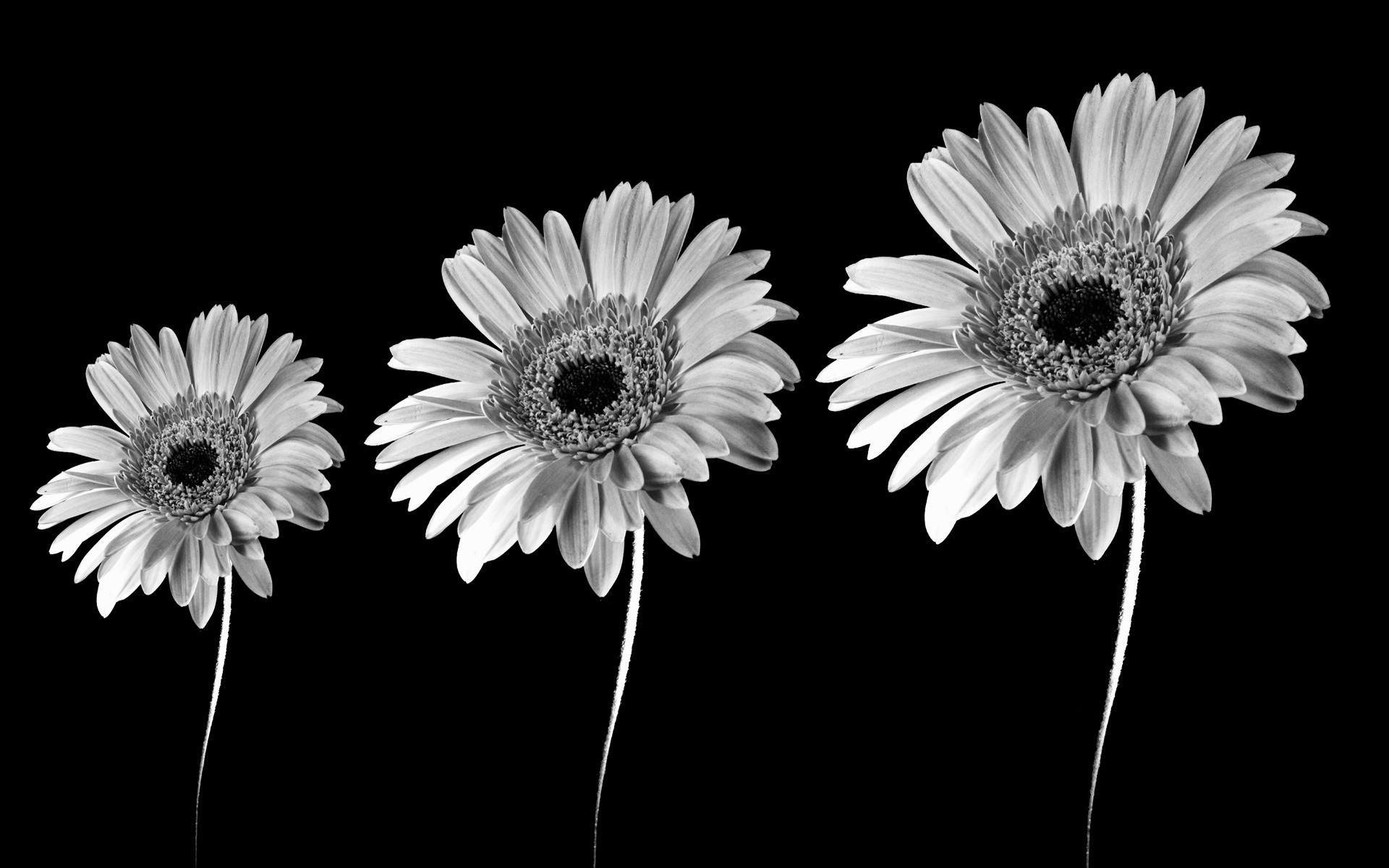 Black And White Image Of Flowers 9 Background Black And White Wallpaper & Background Download