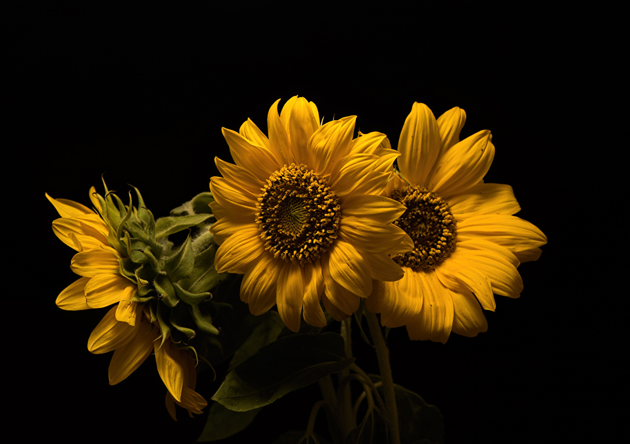 Desktop Wallpaper Yellow Flowers Sunflowers Three 3 Closeup Black
