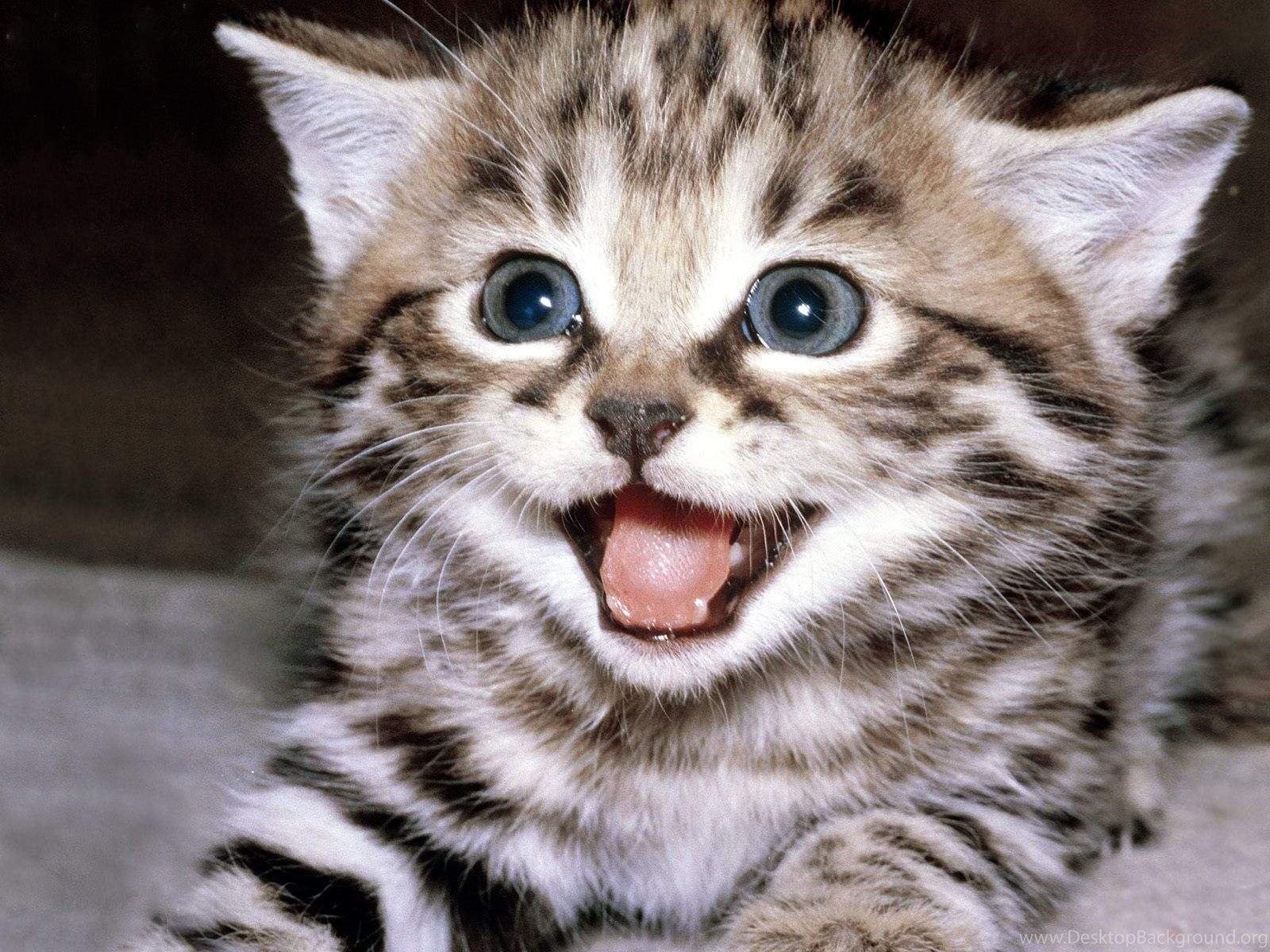 Smiling Cat Wallpaper