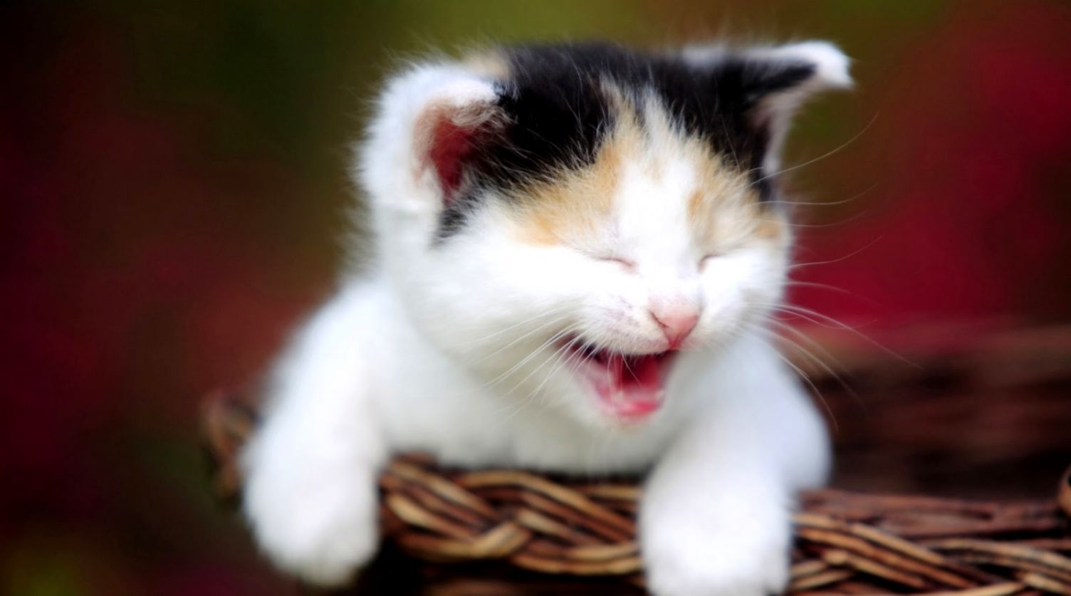 cute cat smiling