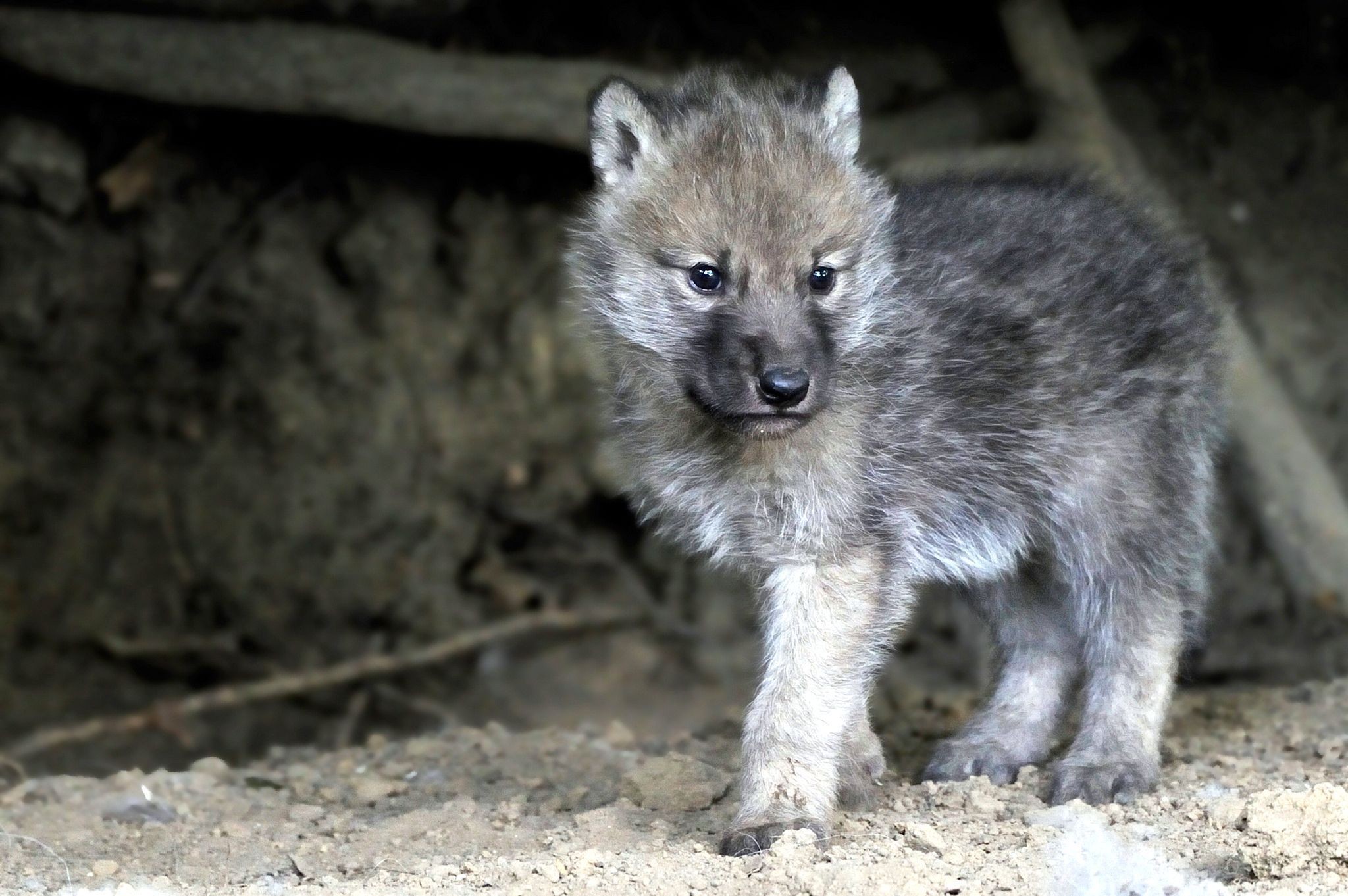 cute baby gray wolf