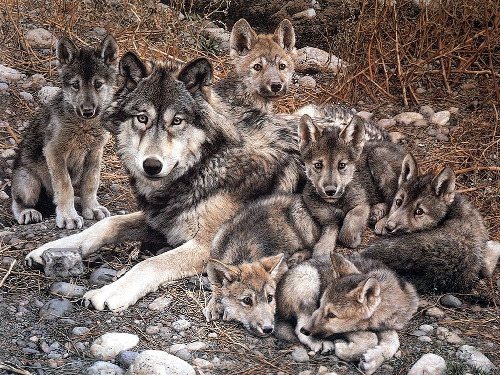 Free download Wolf with Cubs Animal Cubs Wallpapers 29105428 1024x768 for y...