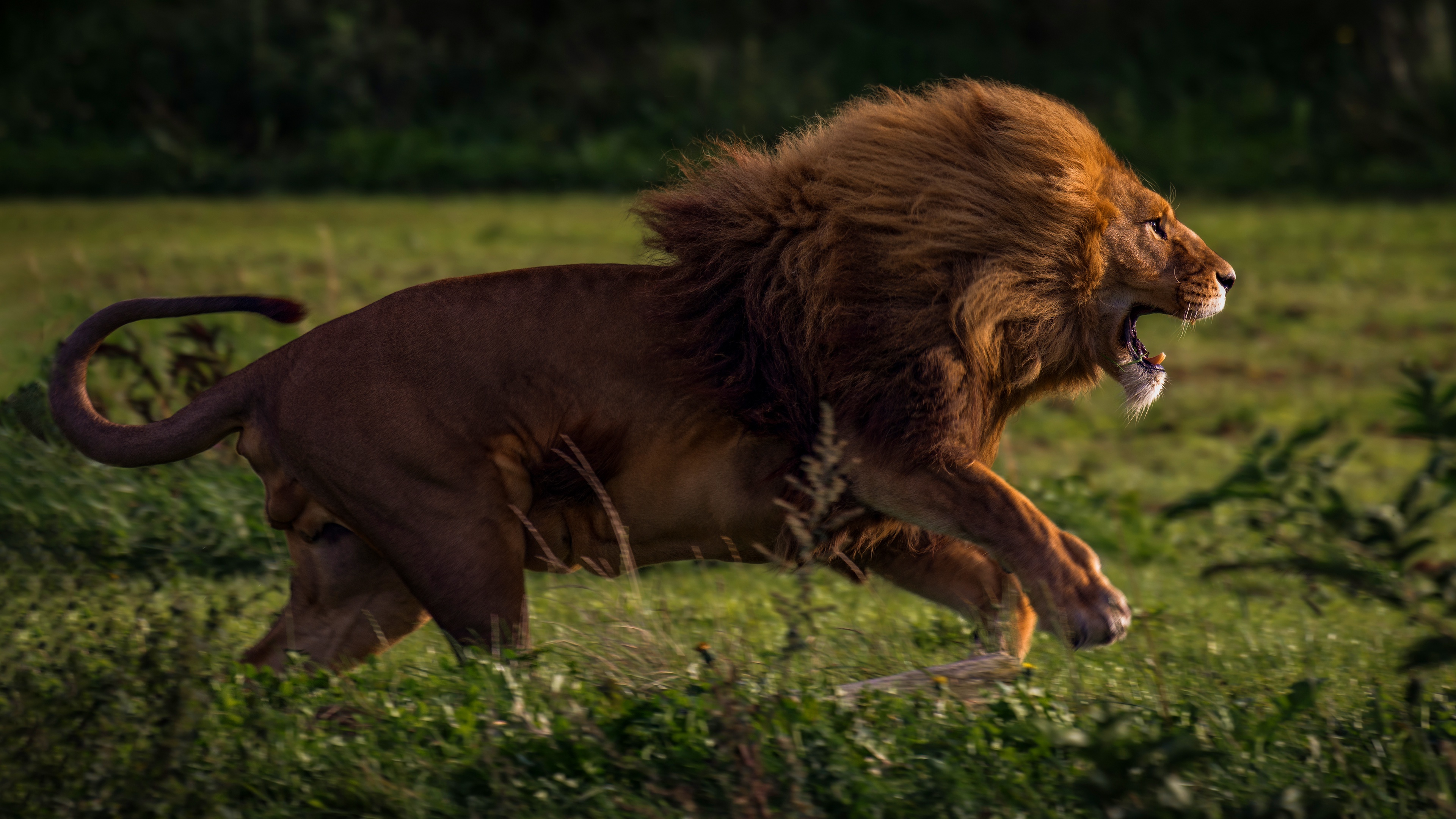 Wallpaper 4k Running Lion 4k Wallpaper