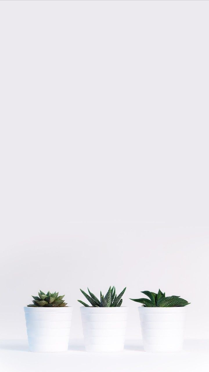 Pin Oleh Charolina Di Wallpaper. Bunga Bunga Indah, Dinding Bunga, Bunga Putih. Leaves Wallpaper Iphone, Minimalist Wallpaper, Plant Wallpaper