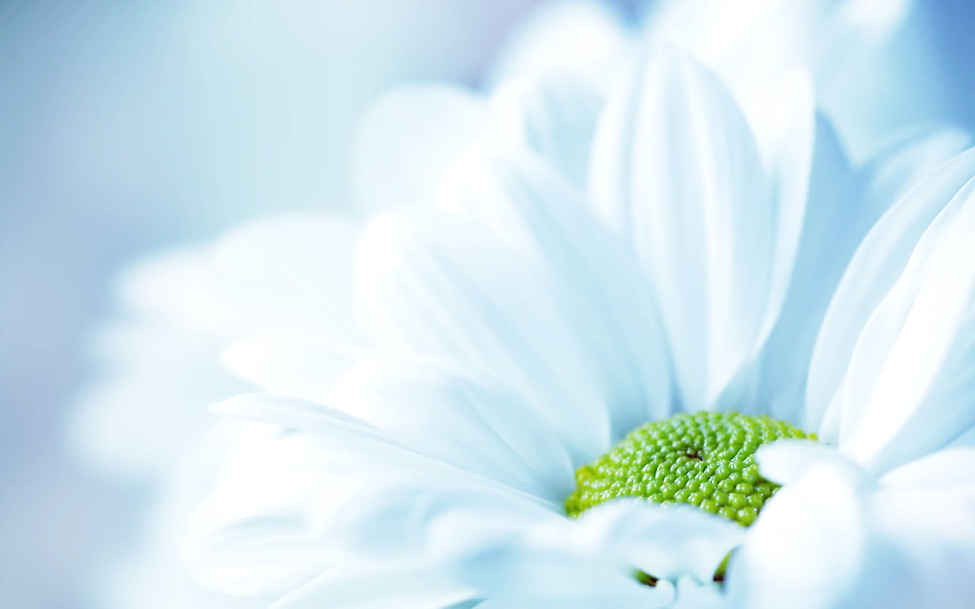 White Gerbera Flower Wallpaper, Flowers, Nature, Macro, White Flowers, Plants • Wallpaper For You