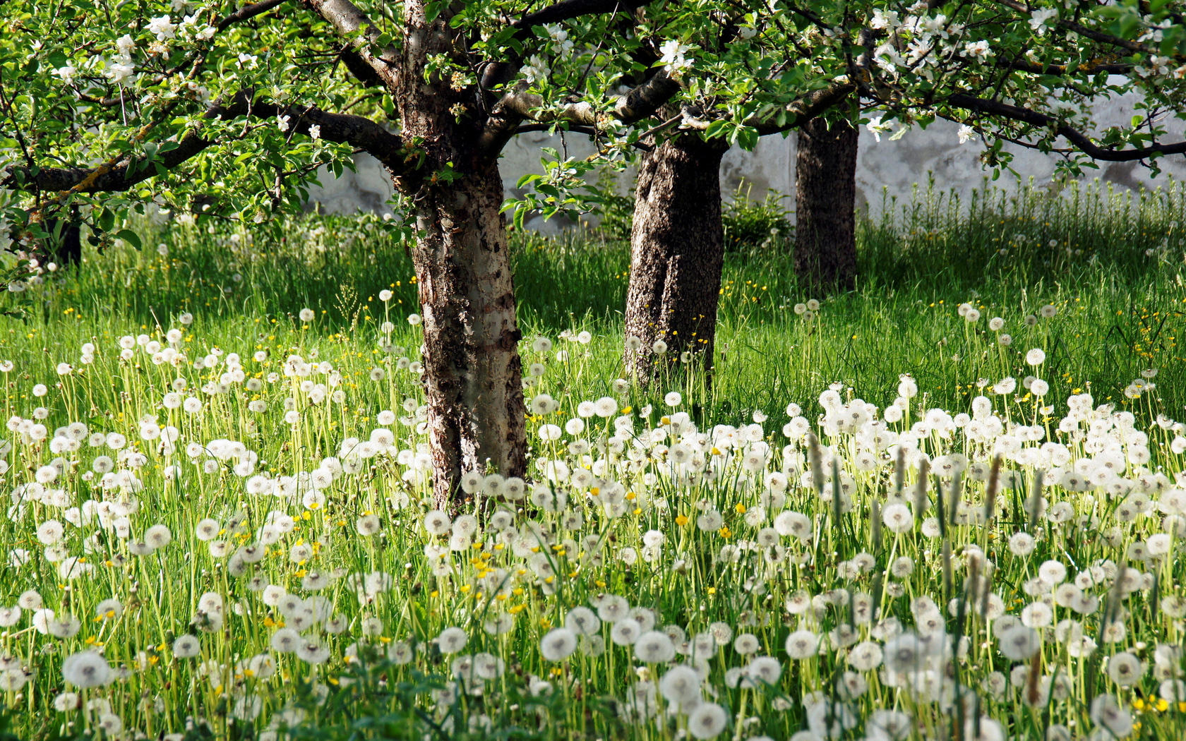 White Flower Garden And Trees Of White Flowers