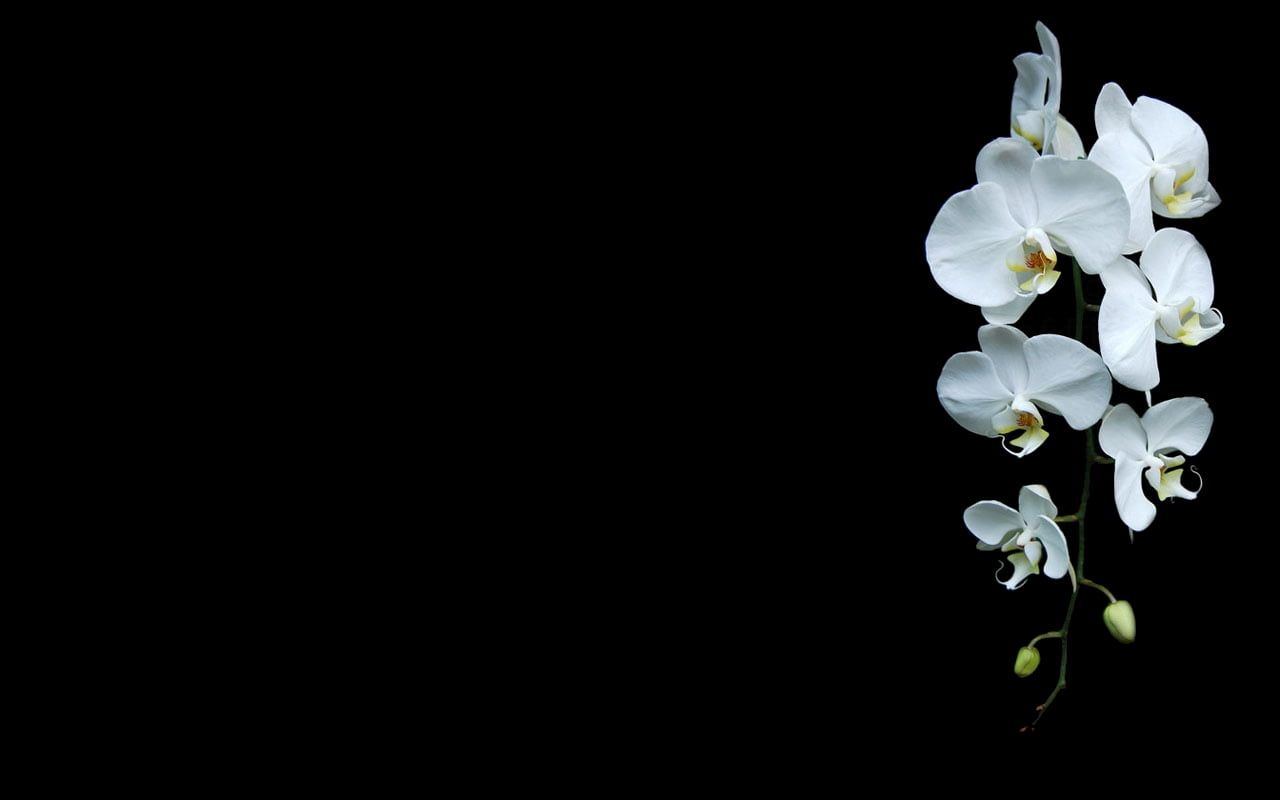 white flowers black background #orchids white flowers #flowers #plants P #wallpap. Flowers black background, Black flowers wallpaper, Purple flowers wallpaper