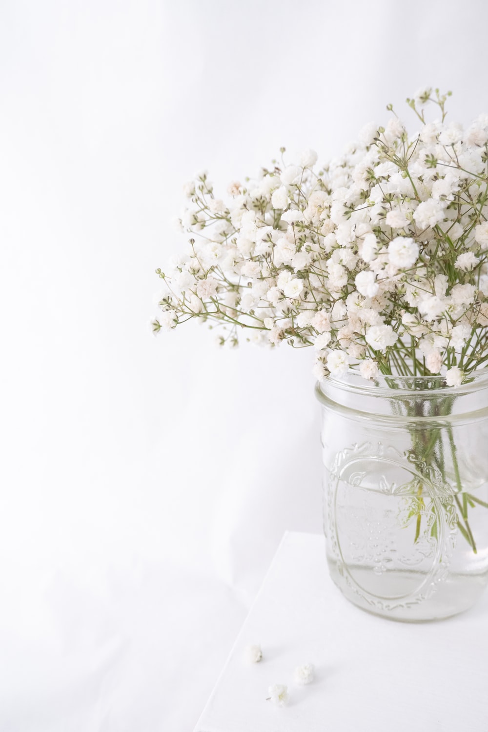 White Flower Picture. Download Free Image