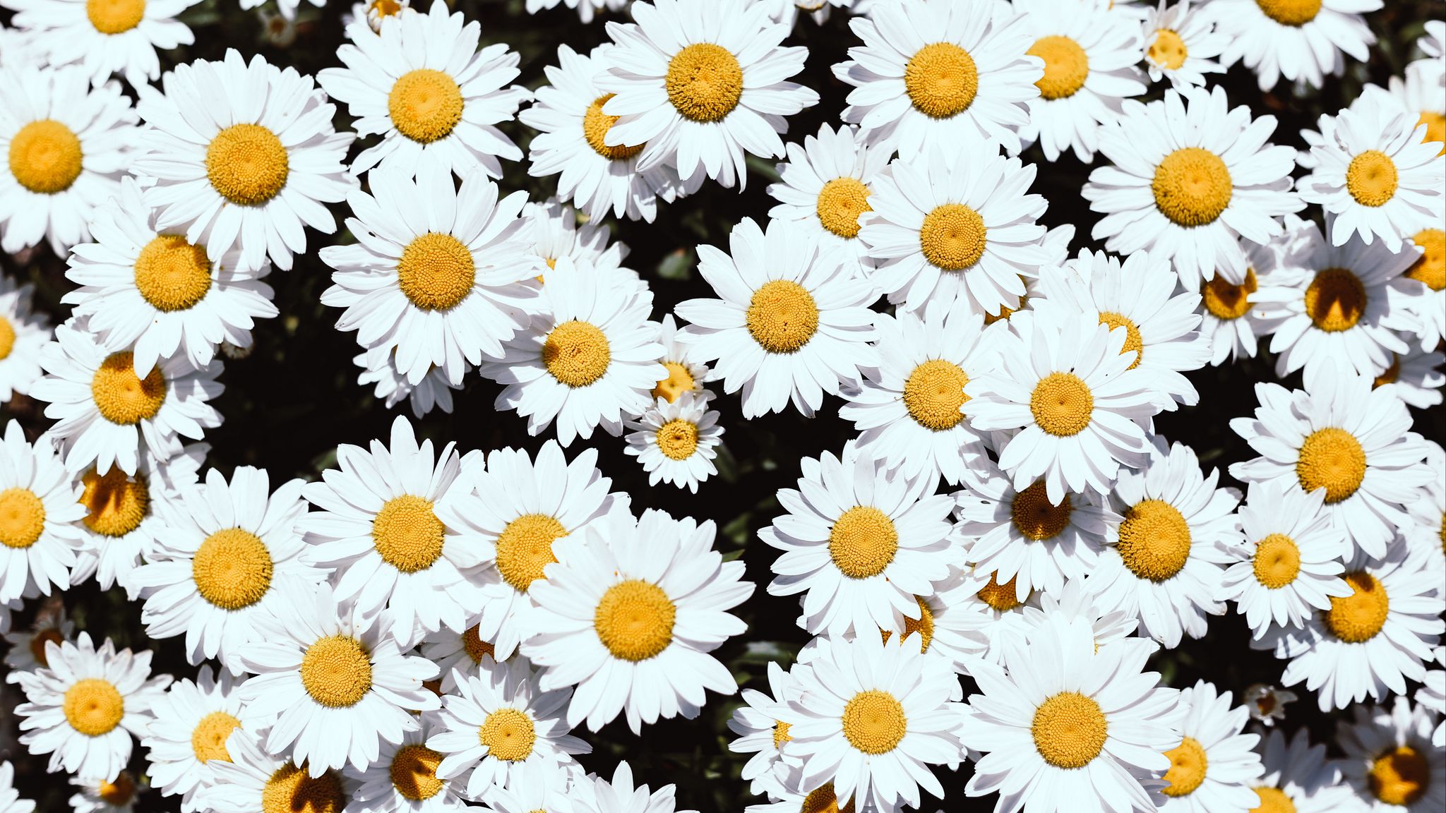 Download wallpaper 2048x1152 chamomile, flowers, white, bloom, plants ultrawide monitor HD background