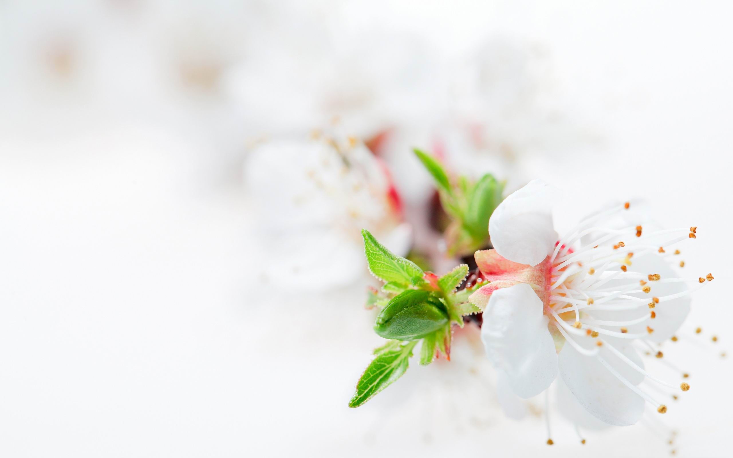 White Blossom Flowers Plants HD Wallpaper