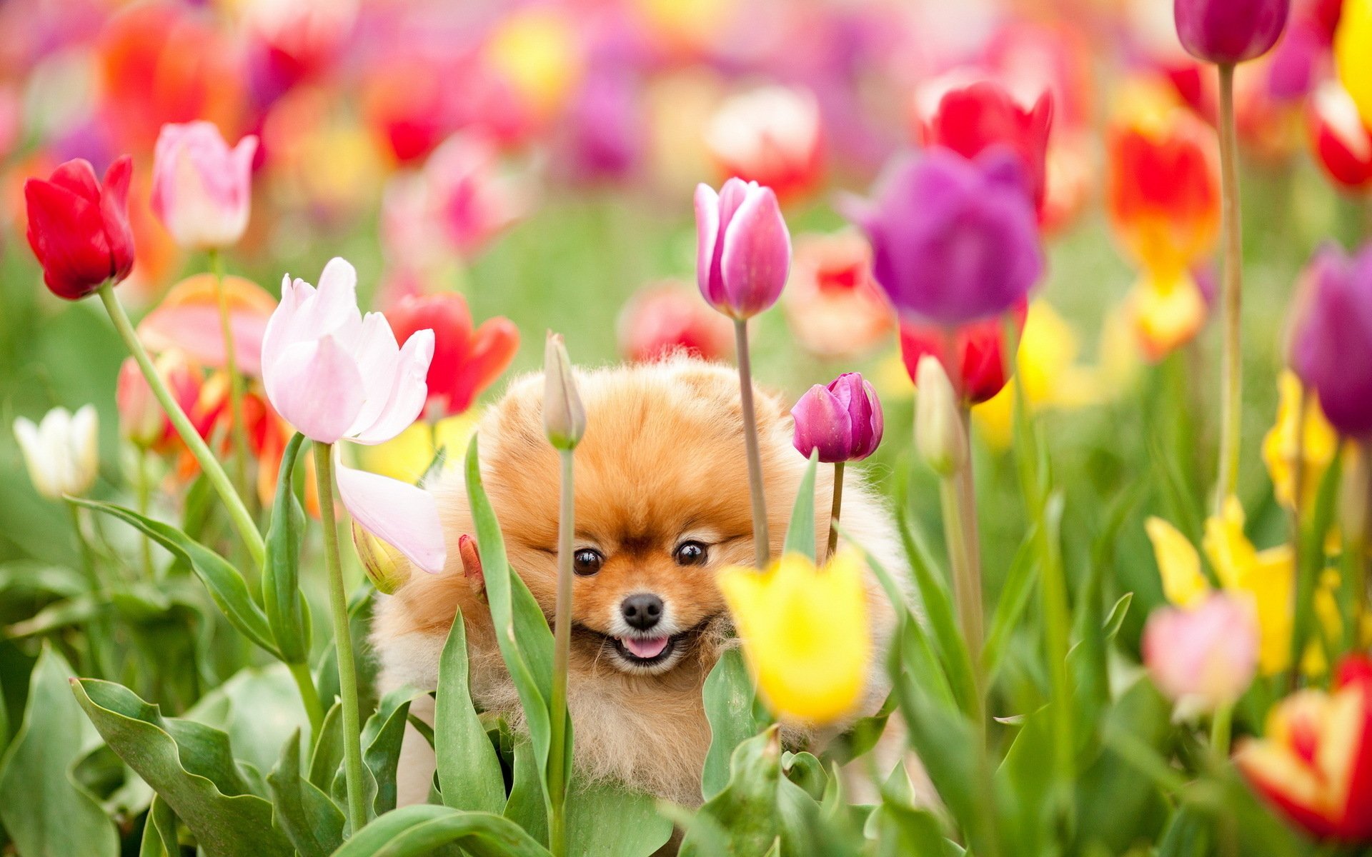 Free download Dog and tulips wallpaper and image wallpaper picture photo [1920x1200] for your Desktop, Mobile & Tablet. Explore Free Wallpaper Spring Dogs. Happy Spring Wallpaper by Kate, Free