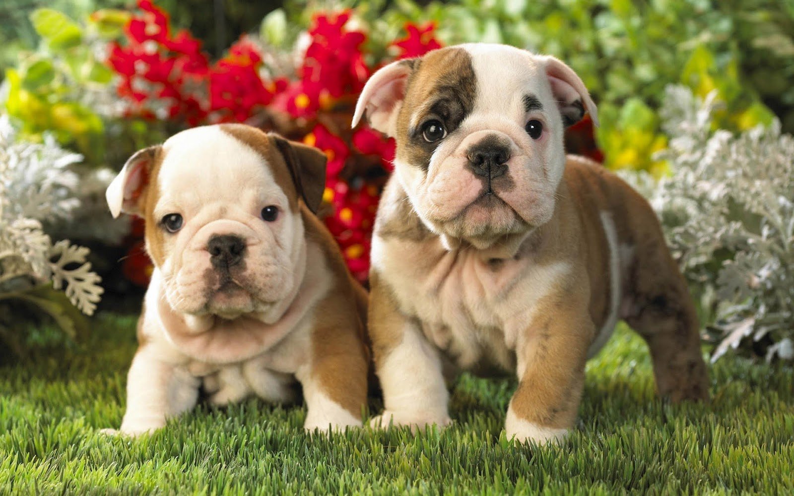 Free download HD anmial wallpaper with English bulldog puppies HD dogs wallpaper [1600x1000] for your Desktop, Mobile & Tablet. Explore Spring Wallpaper with Dogs. Happy Spring Wallpaper