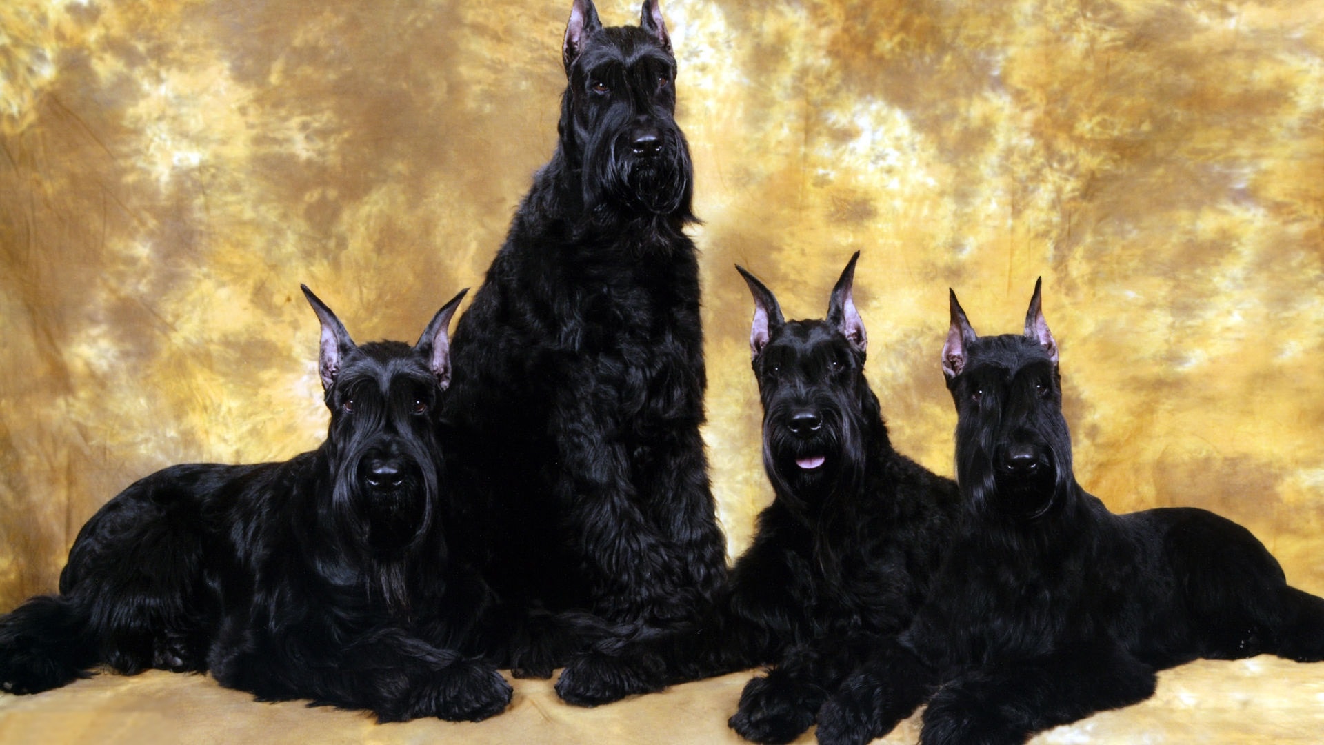 Giant Schnauzer Wallpapers - Wallpaper Cave