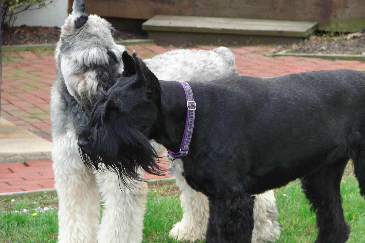 Giant Schnauzer Wallpaper, Puppy Picture, Breed Info, Height as tall as a desk, gentle and playful. Giant schnauzer, Puppy picture, Breeds